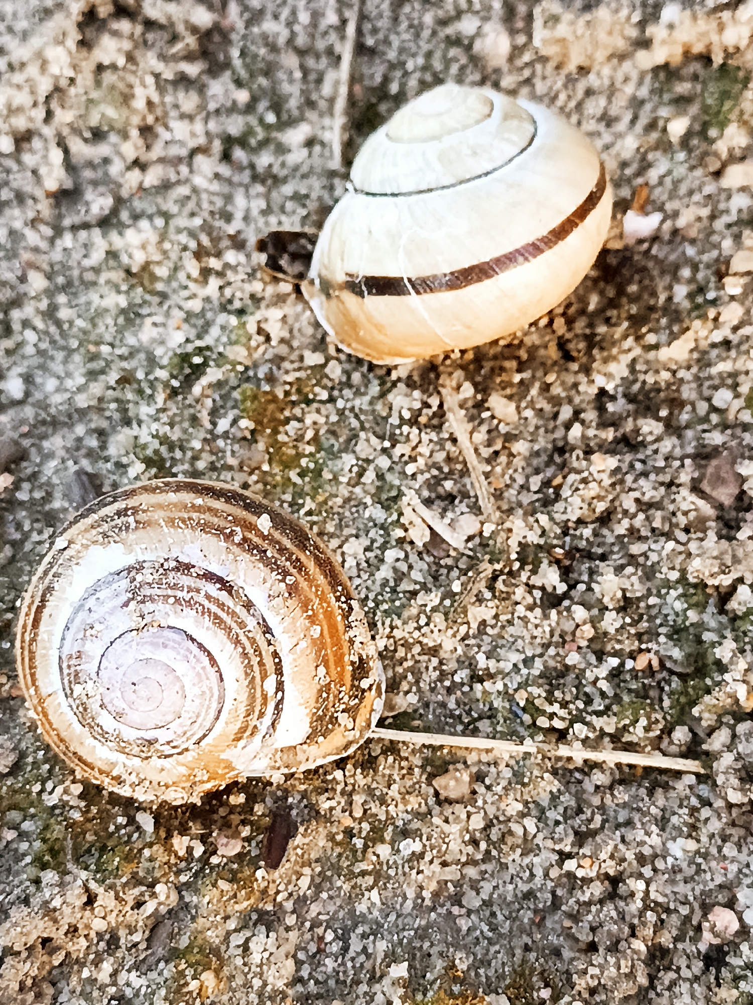 Two empty snail shells are visible on the sandy, pebbly ground. One shell, larger and in the foreground, displays a spiral pattern with brown and white bands. The other shell, smaller and positioned in the upper right of the frame, also has a spiral design and brown bands. The environment appears to be natural, with small stones and dried organic matter scattered on the surface. The lighting suggests an outdoor setting, possibly during the day. There are no people or any other living creatures visible in the image. The location is specified as Zakrzewo-Kopijki, Poland.