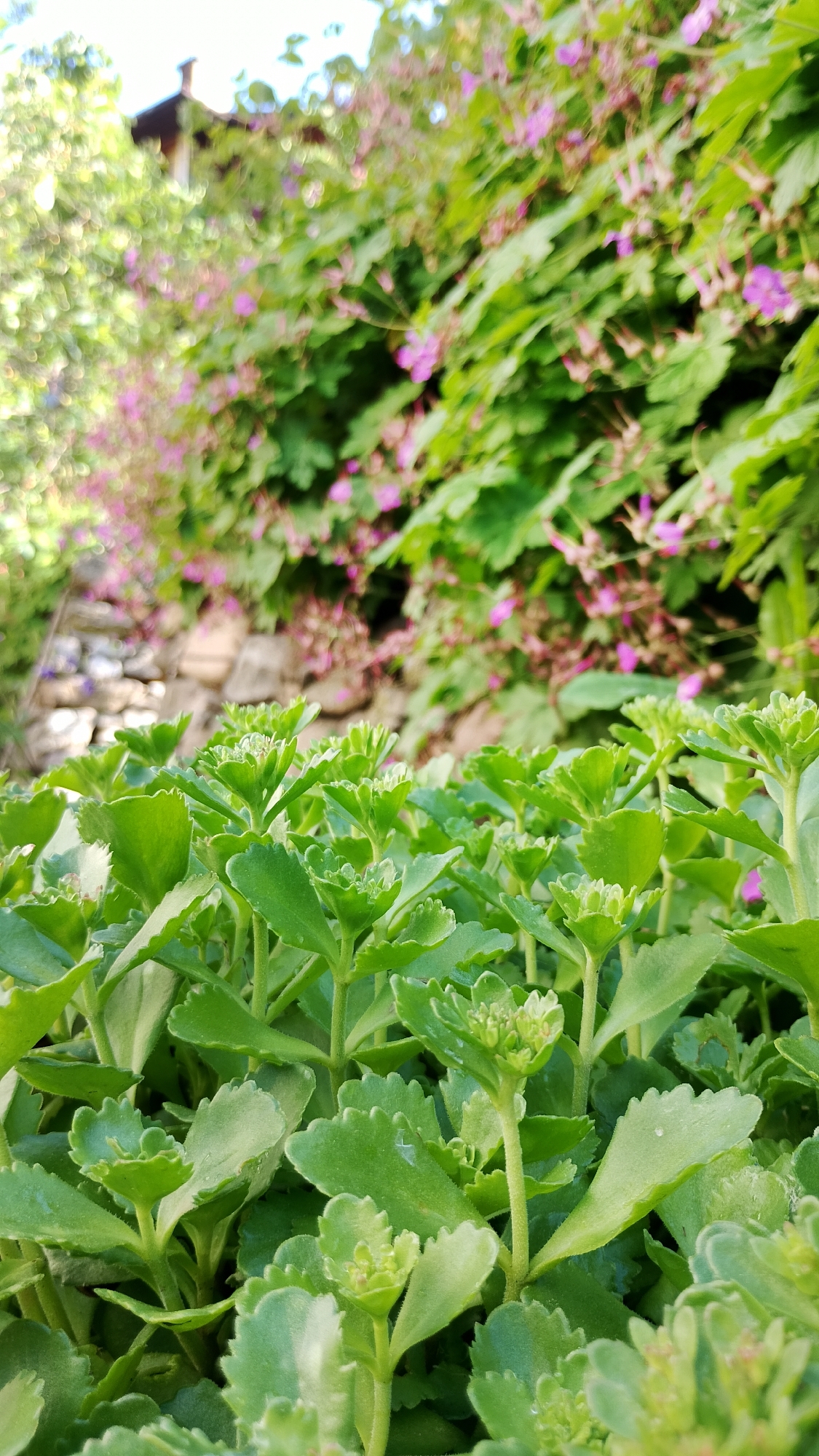 In Smolyan, Bulgaria, a close-up photograph focuses on the foreground of a garden, showcasing a dense cluster of vibrant green sedum plants with their characteristic serrated leaves. The sedum is in its early stages of flowering, with tiny buds visible on some stems. In the mid-ground, out-of-focus pink flowers and lush green foliage create a soft backdrop. Further in the background, a weathered stone wall and a portion of a building with a dark roof are partially obscured by the greenery, suggesting an outdoor setting adjacent to a residence or garden structure. The lighting indicates a bright, sunny day, likely late spring or early summer, with the sun illuminating the plants and creating a bokeh effect in the distance. No people or animals are present in the image.