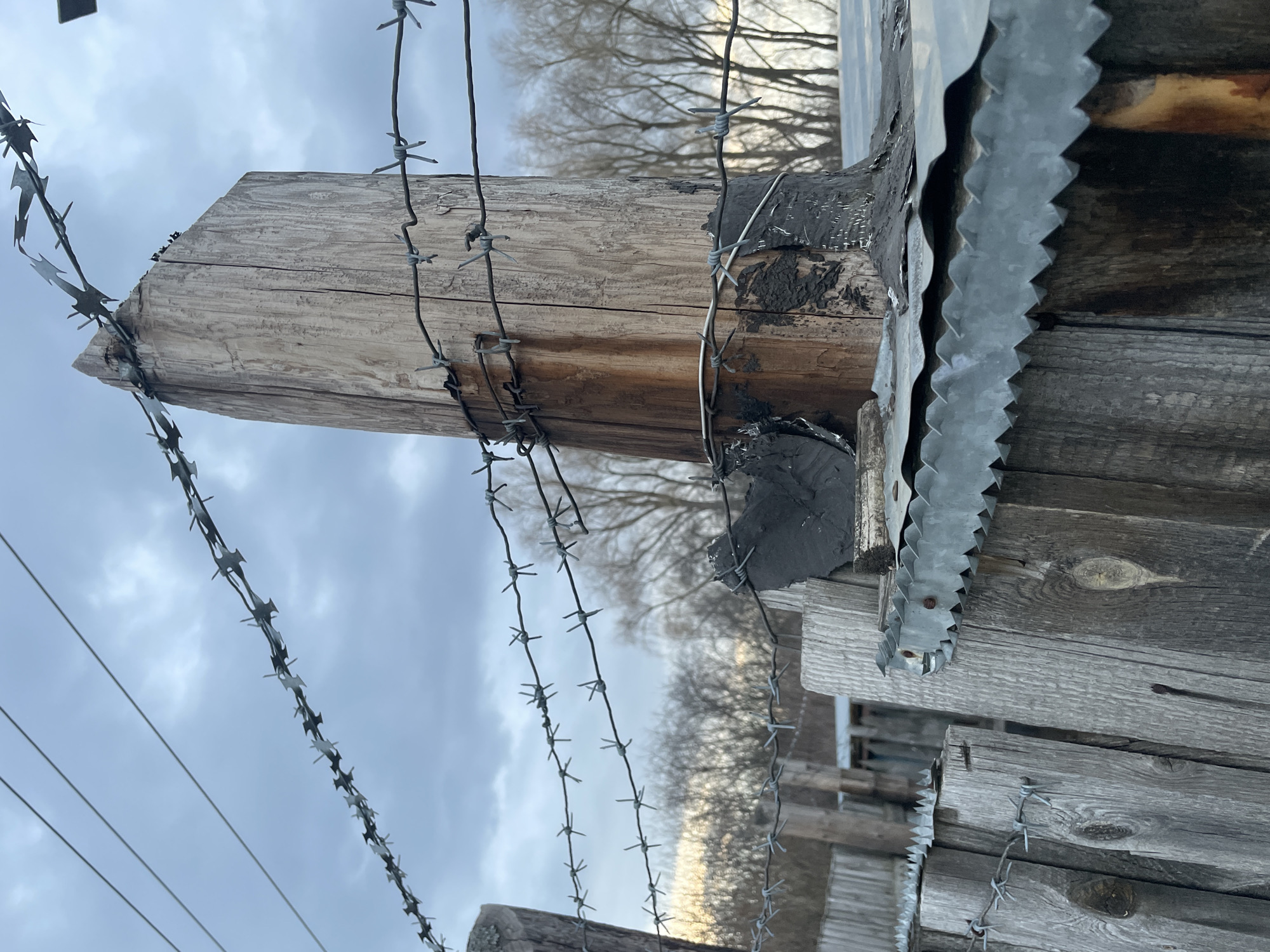 The image shows a close-up of a fence with barbed wire in what is potentially an outdoor setting. The fence is constructed of weathered wooden planks and posts. On top of the fence, there is a strip of corrugated metal with jagged edges, attached to the wood. The barbed wire is strung along the top and sides of the fence, secured to the wooden posts. The background is blurred, with hints of trees and a cloudy sky.
The location is assumed to be Chaikovsky, Russia. However, based solely on the image, it is difficult to ascertain that it is specifically located in Chaikovsky, Russia, without further contextual information or verifiable landmarks.