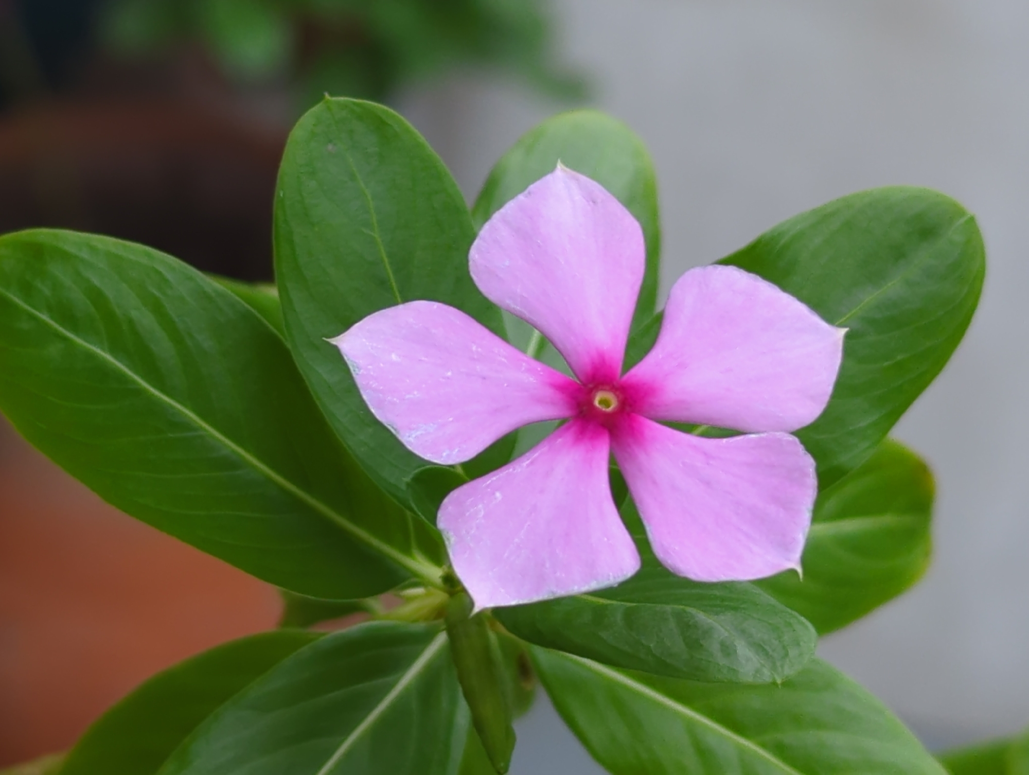 A close-up shot captures a vibrant pink flower with five petals, centered within a cluster of glossy green leaves. The flower's center is a deeper shade of pink, almost red. The leaves are oval-shaped and appear healthy. The background is a blurred mix of brown, green, and grey, suggesting an outdoor setting. There is no indication of the location being Shunde District, China.