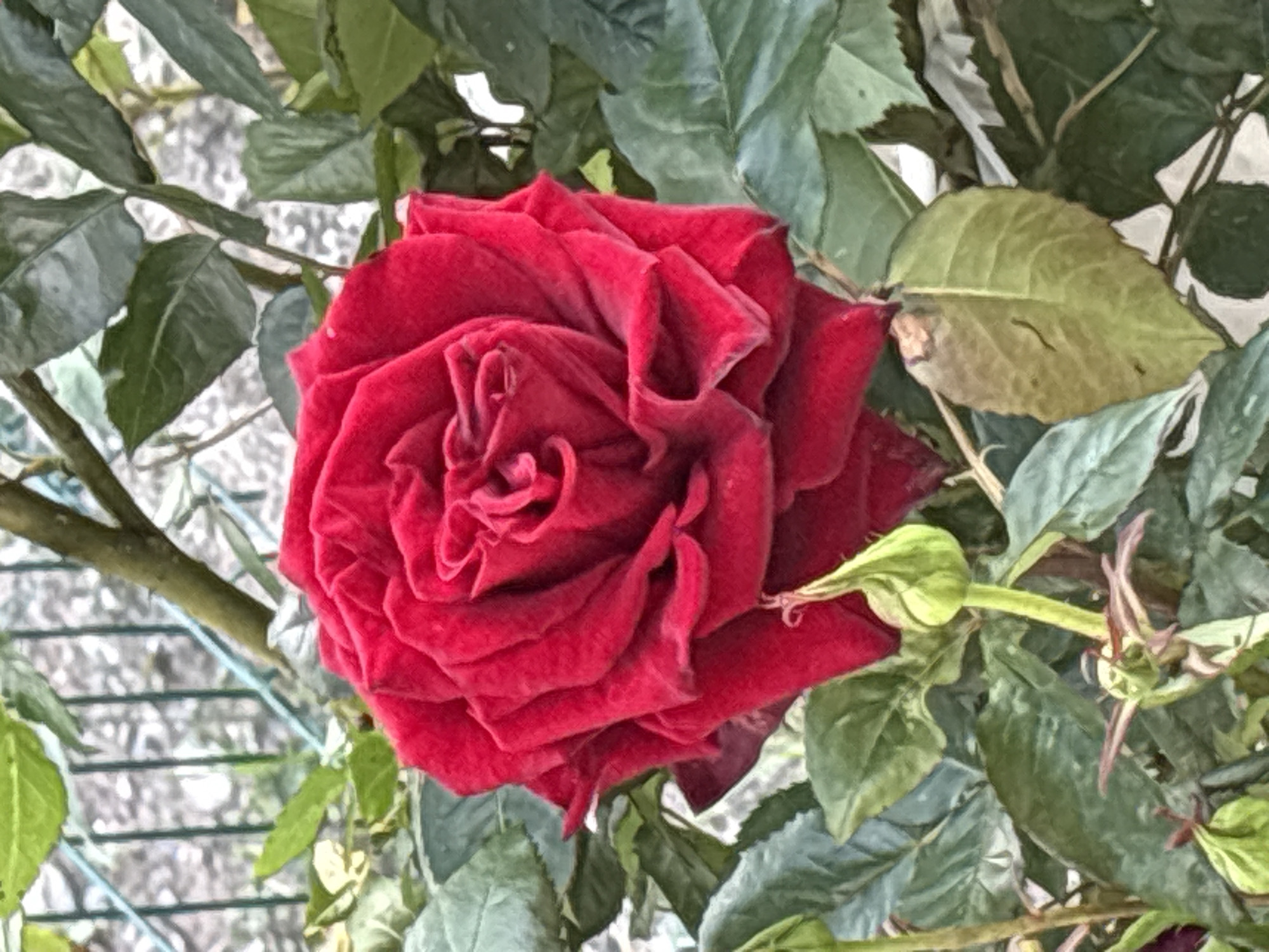 A close-up, eye-level shot captures a vibrant red rose in full bloom, its petals unfurling in a spiral pattern. The rose is nestled amongst lush, green foliage and several unopened rose buds. In the background, a metal fence with vertical bars is visible, suggesting an outdoor setting, possibly a garden or park. The lighting is natural, highlighting the rich texture and color of the rose. The scene appears to be located in Anton, Bulgaria, a town known for its natural beauty and floral landscapes.