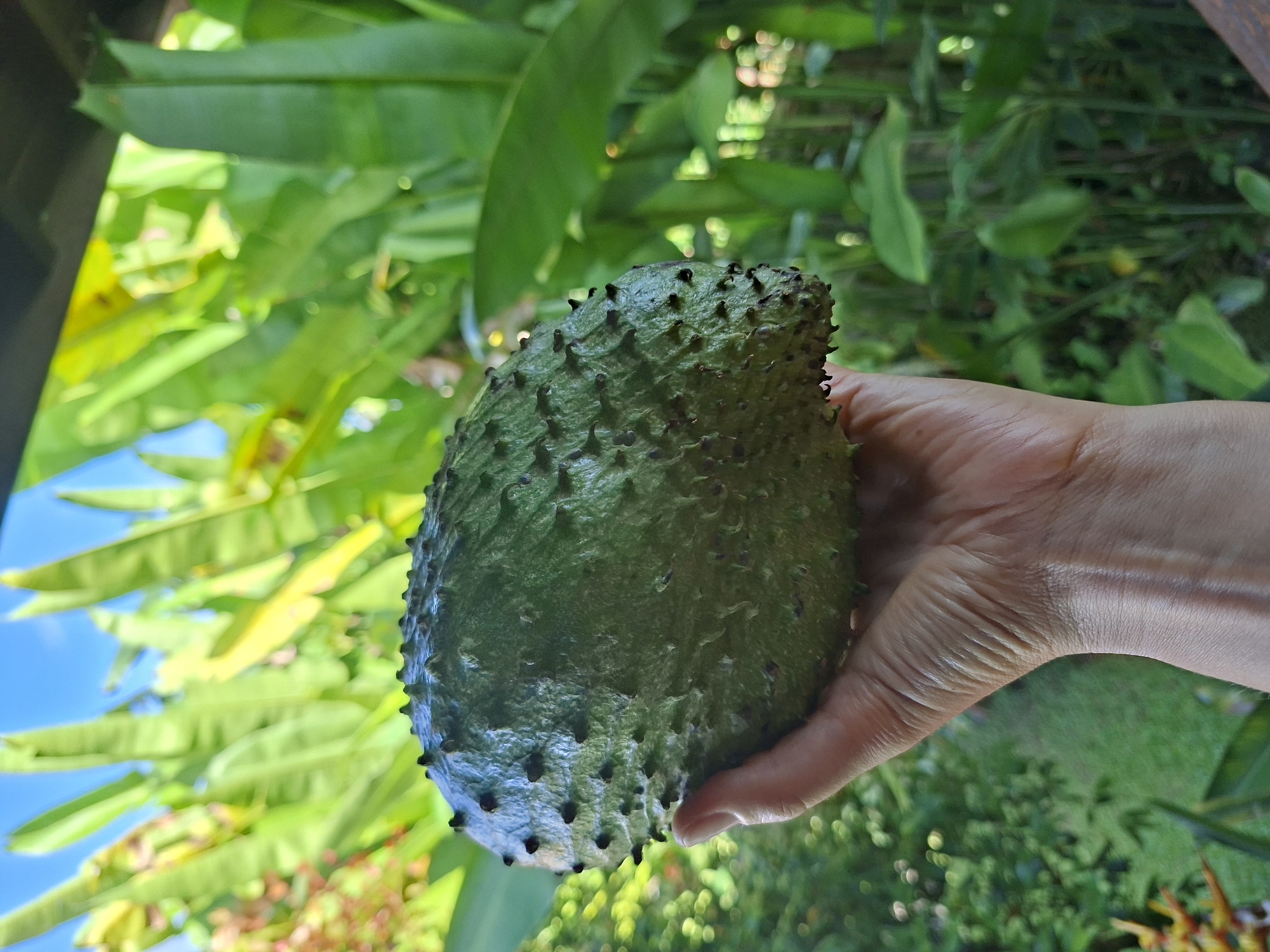 A person holds a large, green, spiky soursop fruit in their right hand. The fruit is the focal point, with its characteristic dark, stubby spines covering its surface. The background consists of lush, green foliage of tropical plants, including broad leaves that suggest banana or similar species. Sunlight filters through the leaves, creating patches of light and shadow. A glimpse of blue sky can be seen in the upper left corner. The ground below appears to be grassy, adding to the tropical ambiance. Based on the given location, Lodtunduh, Indonesia, the image likely depicts a local person presenting freshly harvested soursop.