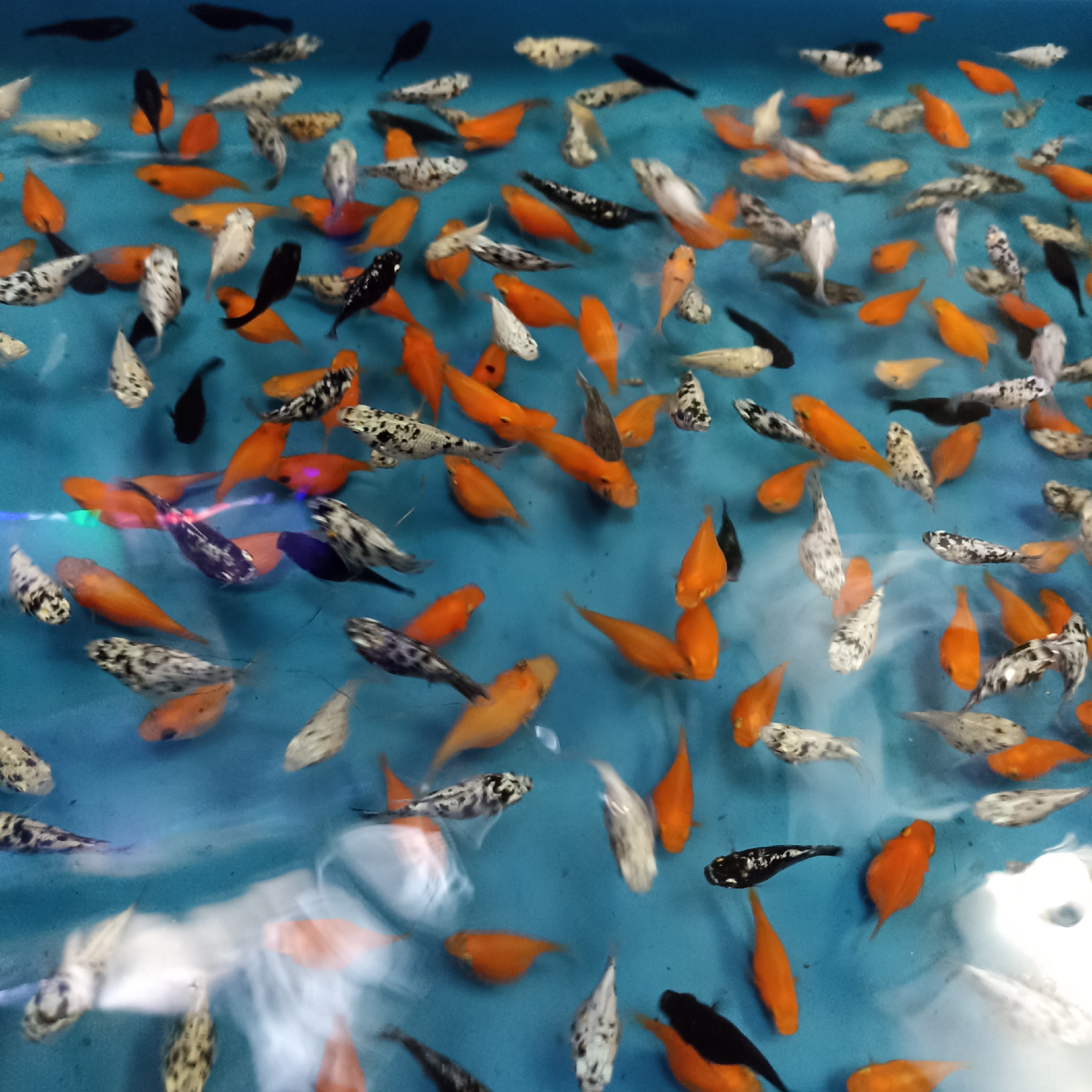 The image shows a school of fish, predominantly orange and black and white mottled, swimming in a bright blue aquatic environment. The fish are of various sizes and are swimming in different directions. Some of the fish are clearly in focus, while others are blurred, suggesting movement. The water is clear, and there are some reflections and ripples on the surface. The scene appears to be an aquarium or a similar enclosed body of water. There are no people visible in the image. The image does not contain any information that would allow for the determination of its location in Magelang, Indonesia.