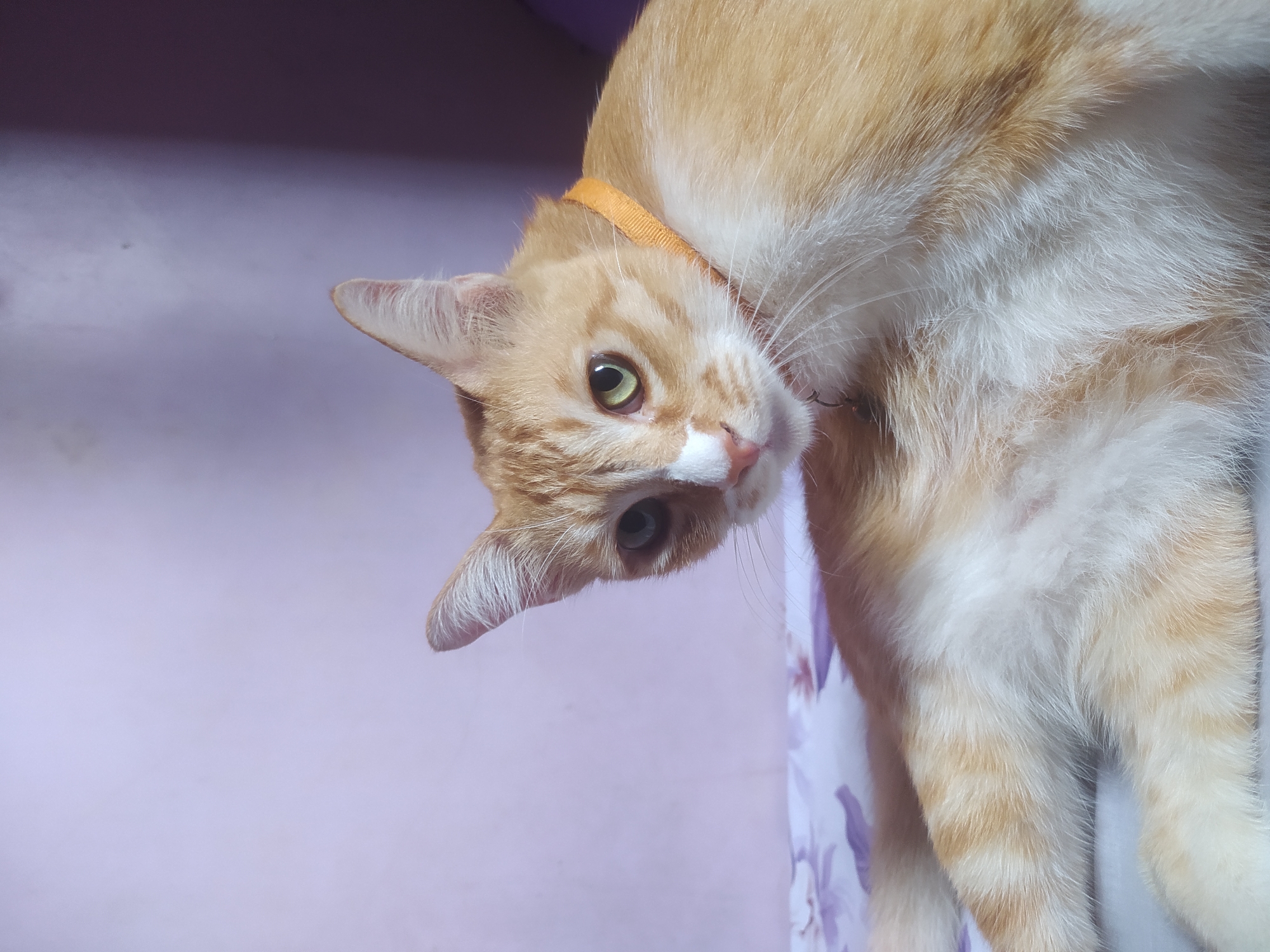 A ginger and white cat with green eyes and an orange collar lies on a bed with a floral patterned duvet. The cat is facing the camera, with its body angled to the left. The background is a soft purple wall. The scene appears to be indoors, likely in a bedroom. There is no indication of the city of Lopait, Indonesia.