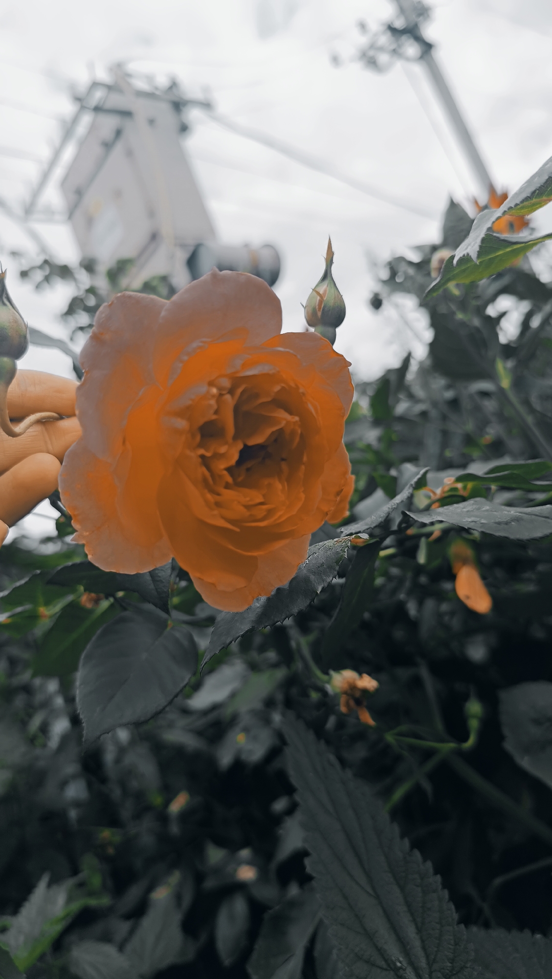A close-up shot focuses on an orange rose in bloom, its petals intricately layered. To the left of the rose, a hand is gently holding the stem, with fingers visible. The background is a grayscale depiction of foliage and what appears to be a utility pole with electrical wires against a cloudy sky. The overall color palette is muted, with the exception of the vibrant orange rose.