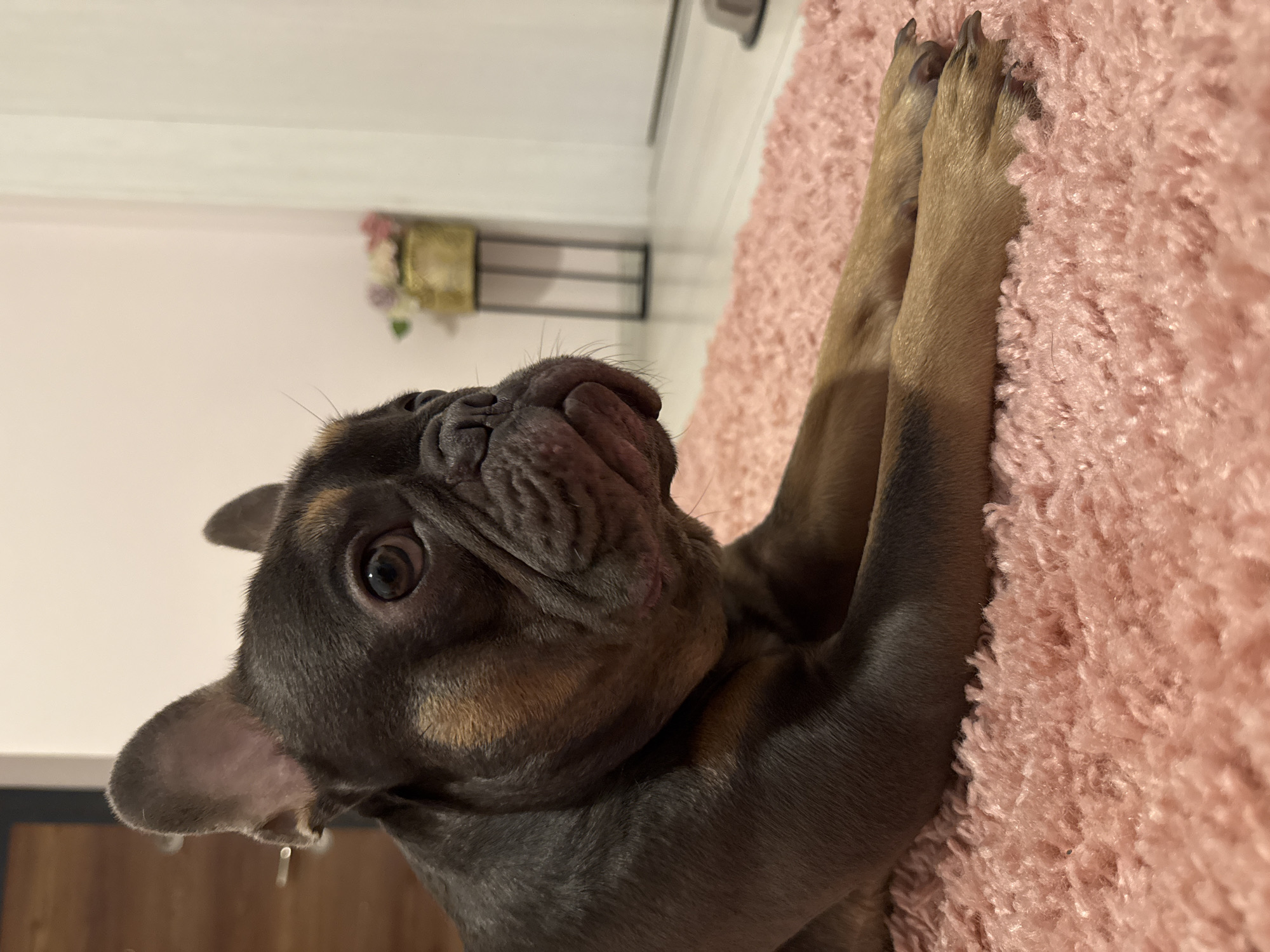 A French bulldog lies on a pink shag rug. The dog is dark gray with tan markings on its face and legs. It is looking to the right of the frame. In the background, a white wall and a doorway are visible. A small gold vase with flowers sits on a stand near the wall. The scene appears to be indoors.