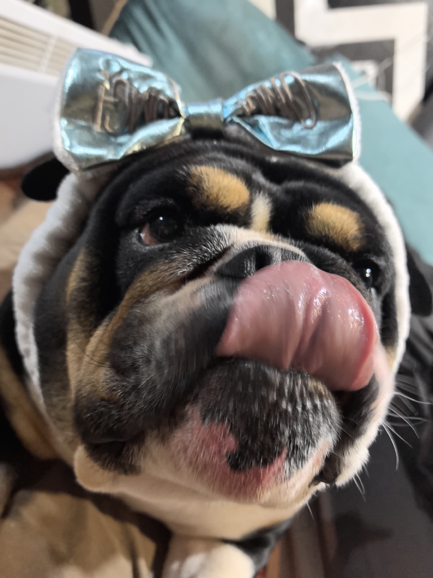 A close-up, low-angle portrait captures a bulldog in the act of licking its nose or upper lip with a prominent, pink tongue. The dog showcases a distinctive tri-color coat with black, tan, and white markings, and characteristic facial folds around its snout and expressive dark eyes. Perched on its head is a shiny, light blue bow, situated over a soft, white, hat-like accessory that frames its face. The bow features embossed, metallic text that appears to spell "EMO." The background is softly blurred, suggesting an indoor setting. Visible elements in the background include parts of a light-colored appliance, possibly a radiator, on the left, and dark teal fabric along with abstract black and white geometric patterns on the right. The dog's expression and action convey a playful or anticipatory mood. The image is set in Noviy, Russia.