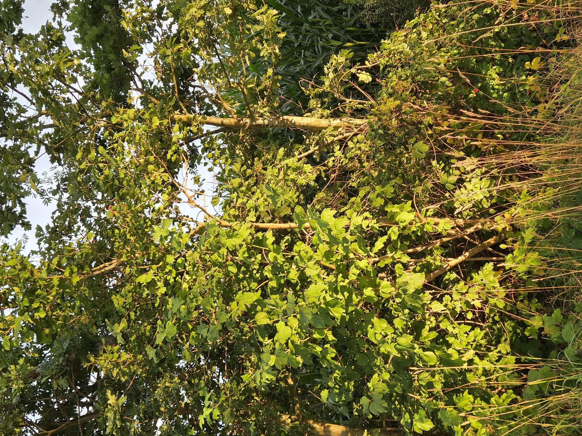 An outdoor shot of dense green foliage in Schiffdorf, Germany, bathed in the warm, golden light of late afternoon or early morning. The foreground is dominated by tall, dry grasses with seed heads, catching the sunlight. Behind them, a variety of trees and bushes create a thick wall of green leaves. Some of the leaves are illuminated from behind, showing their veins. A narrow tree trunk with mottled bark is visible in the middle ground. To the right and behind the trees, rows of tall corn stalks are partially visible, suggesting agricultural land. The sky above is a pale, hazy blue. There are no people or animals present in the image.
