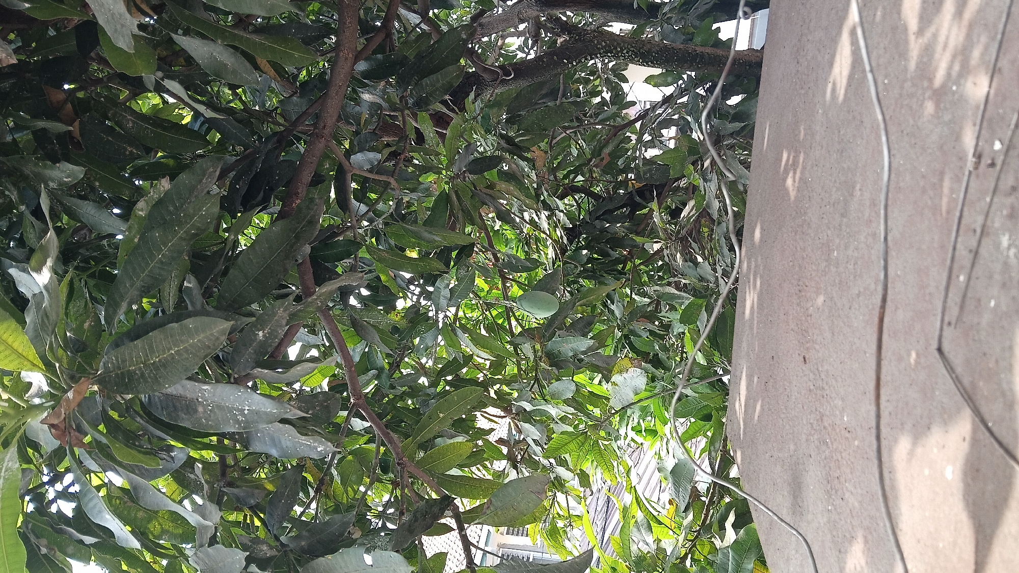 An outdoor, medium shot captured from a low angle shows a mango tree with green leaves and branches. A single green mango hangs from one of the branches. In the foreground, a textured, reddish-brown surface, likely a wall or ledge, occupies the bottom third of the frame. A thin, silver wire runs across this surface, creating a diagonal line. The background features the blurred foliage of the mango tree and what appears to be a rooftop with patterned tiles. The scene suggests a residential setting in Bandung City, Indonesia, likely a garden or backyard given the presence of the mango tree. There are no people visible in the image. The lighting indicates daylight.