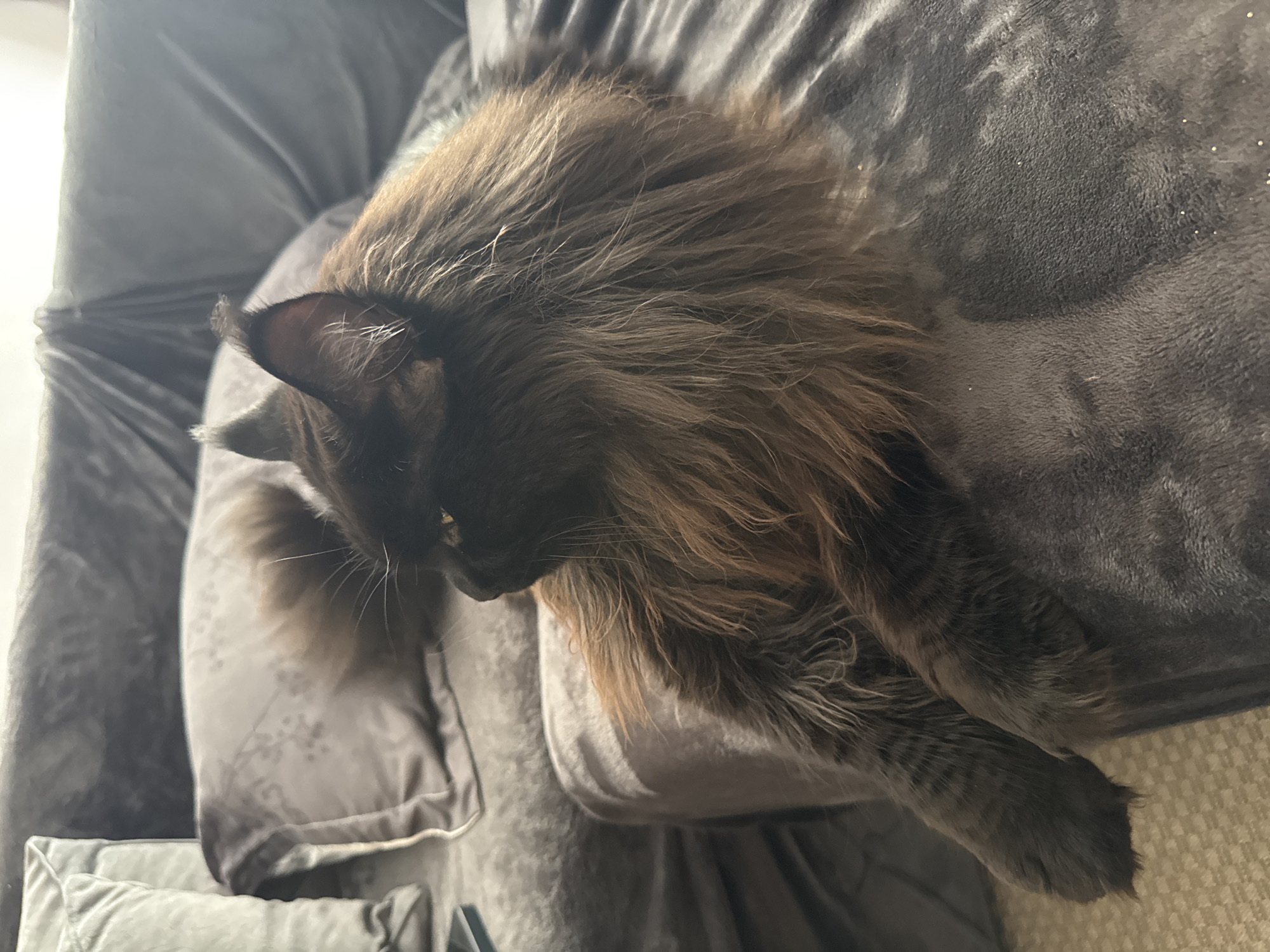 An adult, long-haired, black cat with copper undertones is lying on a gray sofa. The cat is facing left, with its head turned to look away from the camera. Its fur is voluminous and appears slightly tousled. The sofa is covered with a plush, dark gray fabric. There are several gray pillows on the sofa, one of which is partially visible behind the cat. The lighting suggests natural light coming from the right, casting shadows on the sofa. The background is out of focus, but appears to be a domestic setting.