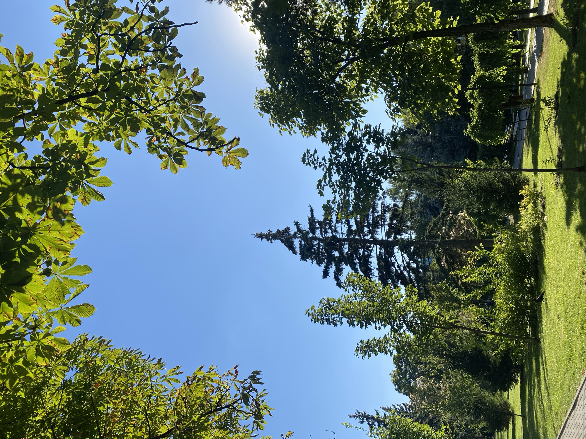 The image shows a sunny day in a park with lush green trees and grass. The sky is a clear, bright blue. In the foreground, a paved walkway runs along the left edge of the image, bordered by a well-maintained lawn. Several trees of varying heights and species are scattered throughout the park, with some taller evergreen trees and other deciduous trees with full green foliage. Sunlight filters through the leaves, creating dappled shadows on the grass. In the middle ground, a few park benches are visible along a winding path. A lone crow is walking on the grass in the middle of the scene. The overall impression is one of a peaceful and vibrant urban green space. The specific location within Chișinău, Moldova, cannot be determined from the image alone.