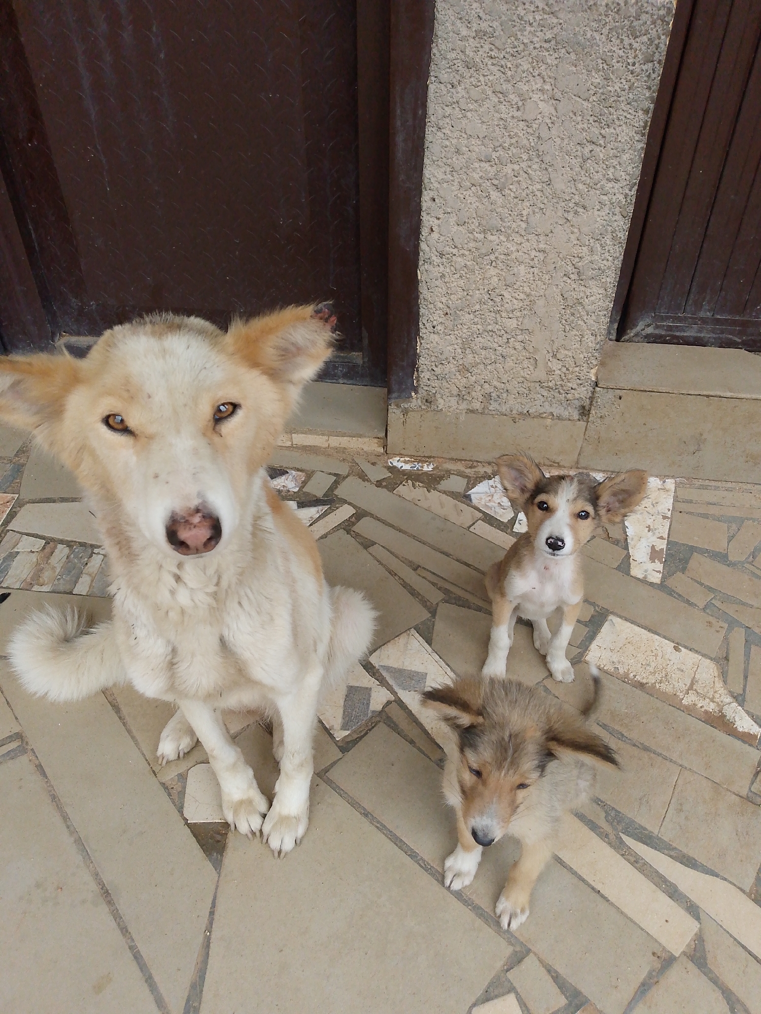 A group of three dogs, one adult and two puppies, are sitting on a tiled patio in front of a textured concrete wall and dark wooden doors. The adult dog is in the foreground, facing the camera with a light cream-colored coat and tan markings around its ears and back. Its ears are large and erect. To its right, a smaller puppy with tan and white markings sits upright, also looking at the camera with prominent ears. A second, even smaller puppy lies on the tiled ground to the right of the adult, with its head down. The tiles on the patio are of varying shades of beige and grey, laid in a mosaic pattern. The environment appears to be an outdoor area, possibly a courtyard or entranceway, in Kuru Karama, Nigeria.