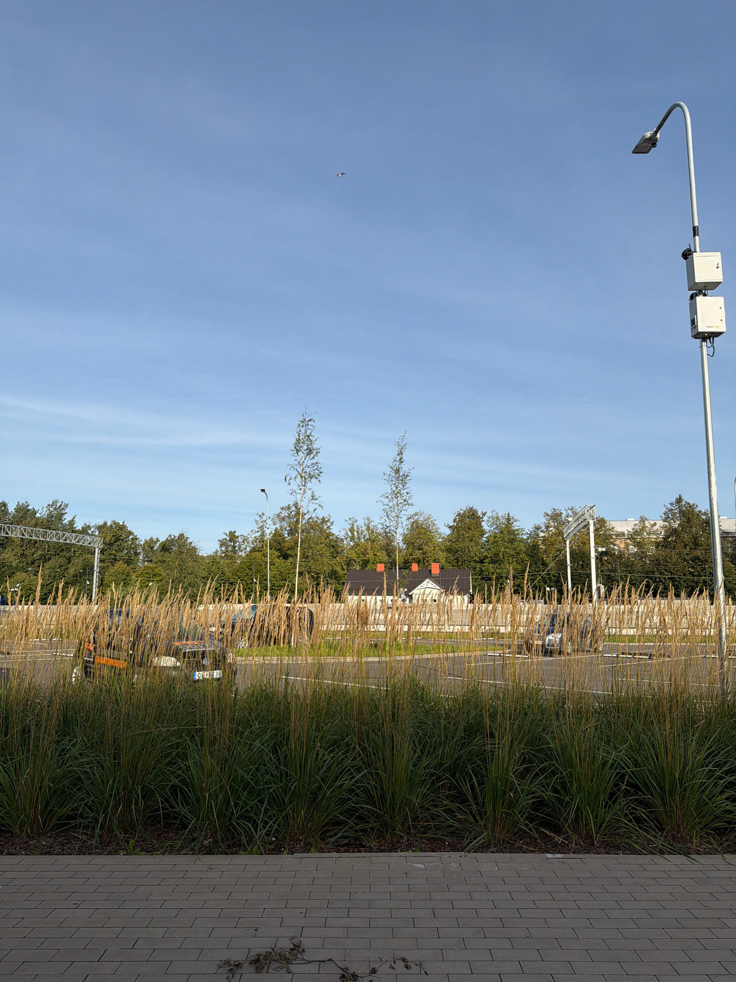 The image depicts an outdoor scene with a clear blue sky. In the foreground, a paved walkway made of grey rectangular bricks is visible, with some dry leaves scattered on it. Behind the walkway, there is a row of tall green ornamental grass, followed by a row of dried, light brown grass. Beyond the grasses, a road with a few cars is visible, along with some buildings and trees. On the right side of the image, a tall street lamp with two white boxes attached to its pole stands against the sky. One of the boxes has the word "SMART" printed on it. In the sky, a small bird can be seen flying. The location is identified as Riga, Latvia.
