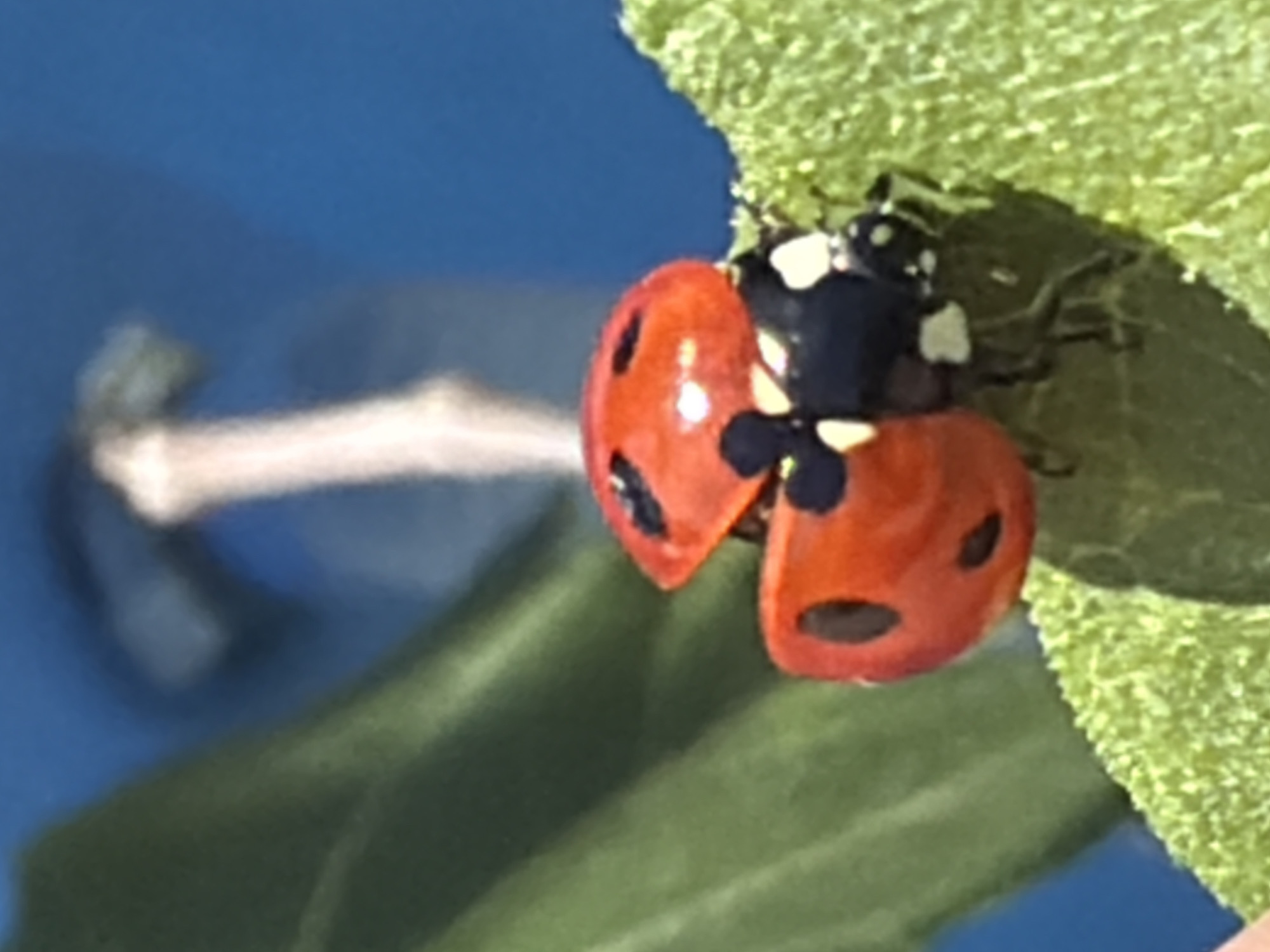 A close-up photograph shows a red ladybug with black spots perched on a green leaf. The ladybug's wings are partially open. In the blurred background, there is a blue surface and what appears to be a branch or stick. There is no information to indicate this picture was taken in Esch-sur-Alzette, Luxembourg.