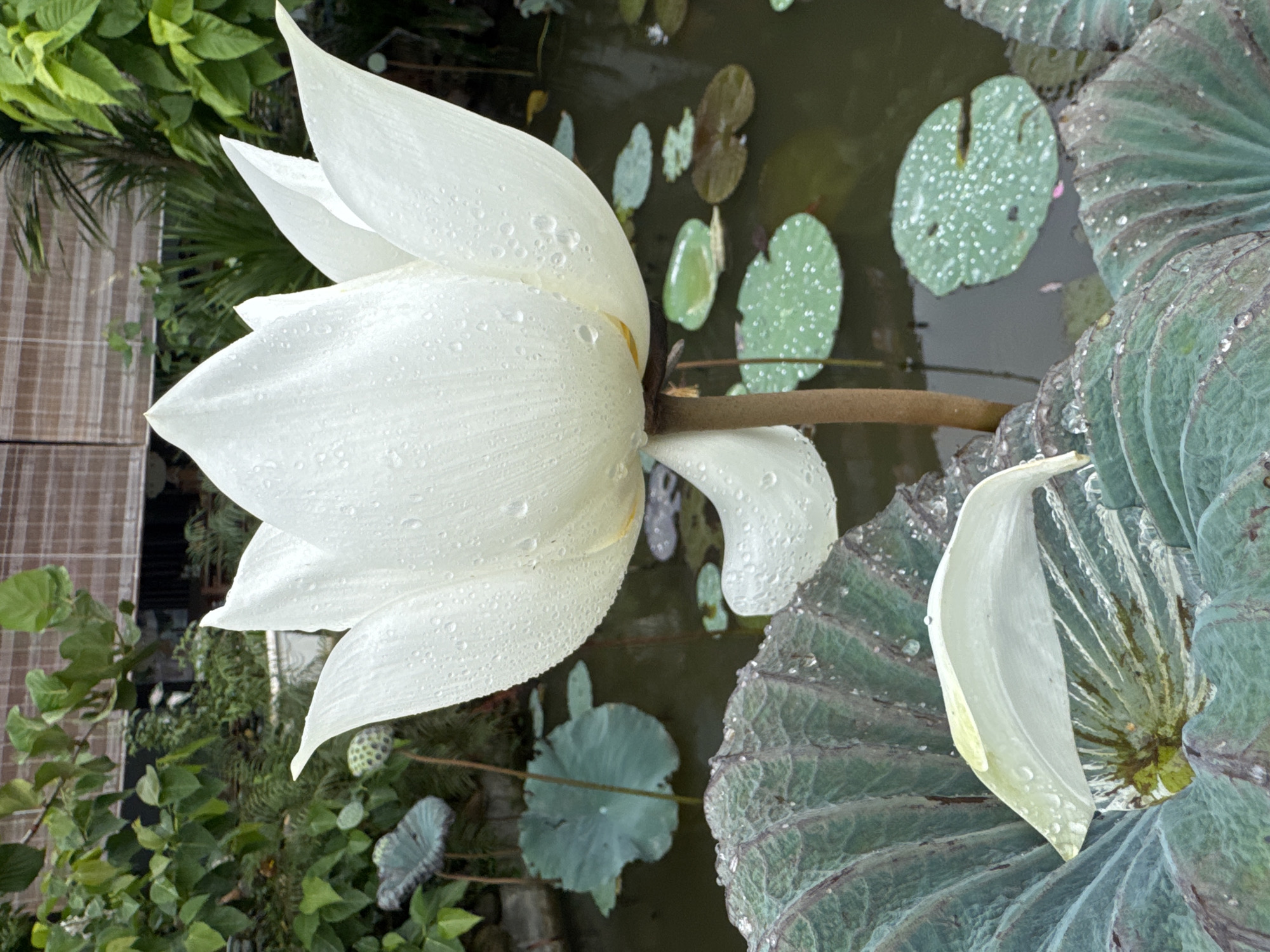 A medium shot depicts a white lotus flower with water droplets on its petals, positioned near a pond. The flower is oriented to the left side of the frame. In the background, there are lily pads floating on the surface of the pond and other green foliage. The scene appears to be outdoors, possibly in a garden or aquatic environment. It is located in Bac Nha Trang Ward, Vietnam.