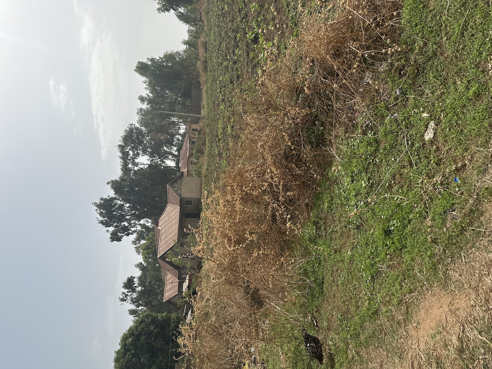 The image depicts a rural scene in Kirana, Nigeria. Three modest, single-story houses with rusted, corrugated metal roofs are visible, partially obscured by trees. The foreground consists of dry, brown vegetation intermixed with patches of green grass. A chicken is visible near the bottom right corner. The background shows a cultivated field on a hillside. The sky is overcast with a pale, grey-white color.