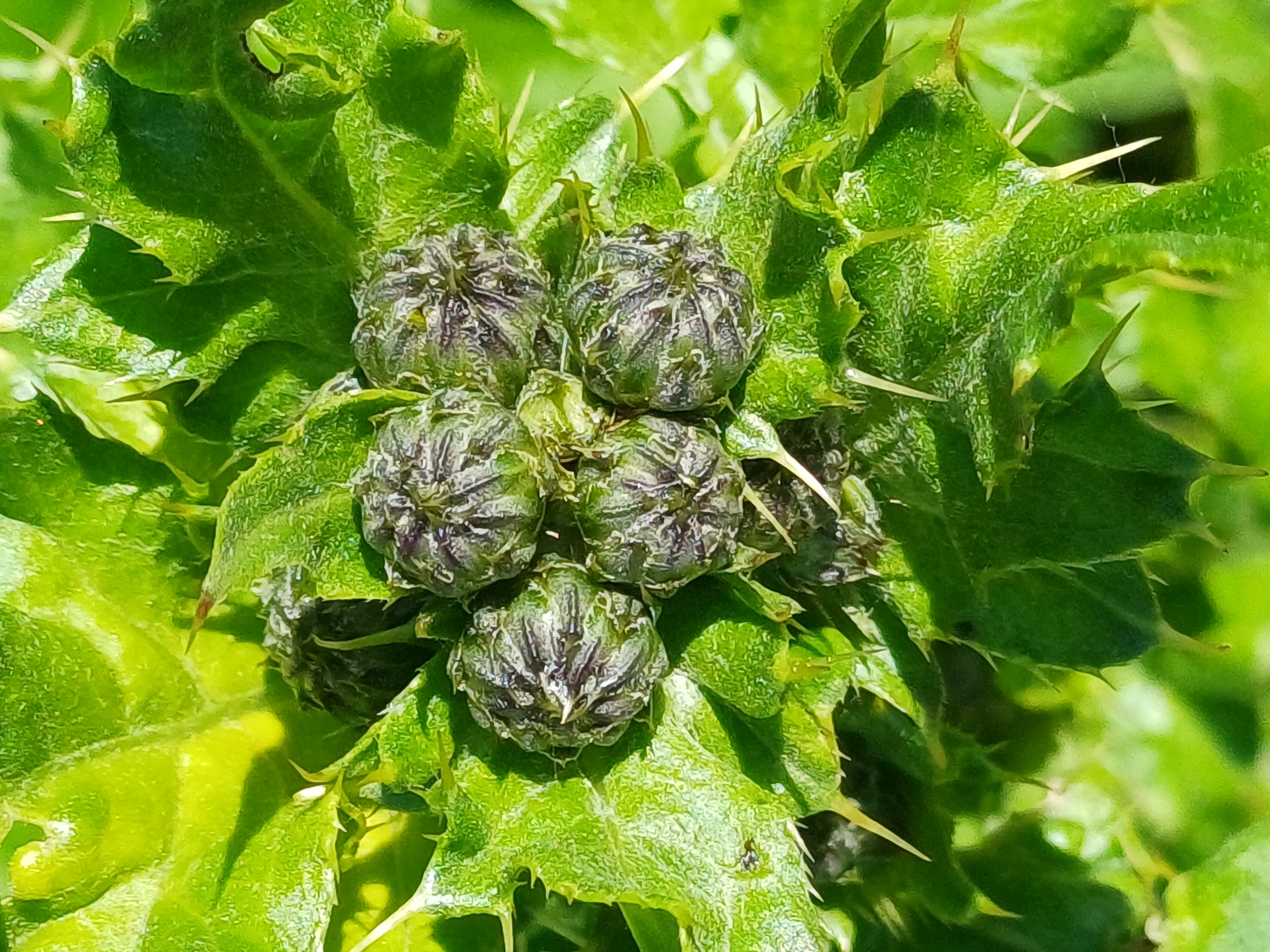 A close-up shot captures the unopened flower buds of a spiky green plant. The buds are tightly clustered, with a purplish-green hue and a textured surface. The surrounding leaves are a vibrant green, also featuring sharp spines along their edges. The background is softly blurred, suggesting a natural, outdoor environment. The image does not contain any elements that can be used to determine its location within the city of Riga, Latvia.