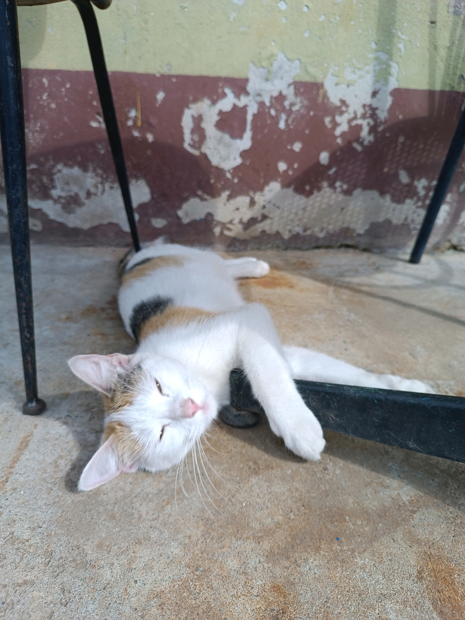 A calico cat is lying on its back on a concrete surface, appearing to be asleep or resting. The cat has white, brown, and black fur. It is positioned under a dark metal structure, possibly part of a table or chair. The background shows a wall with peeling paint in shades of brown and yellow. The scene is outdoors.