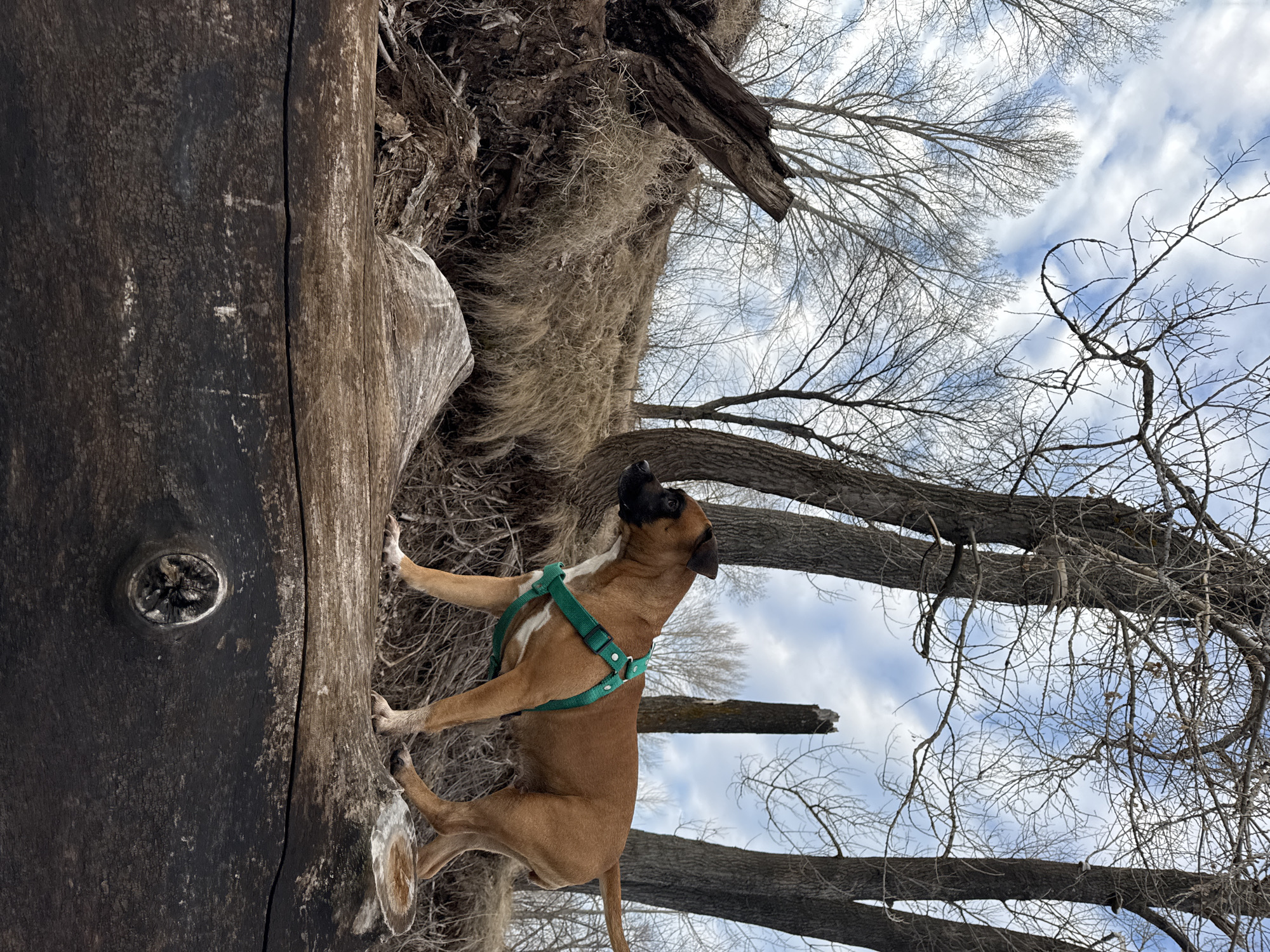 A dog stands upright against a large, fallen tree trunk in Chaikovsky, Russia. The dog is brown with a black mask and wears a green harness. Its front paws are on the tree, appearing to hold it. The tree's bark is dark and weathered. Above the tree, bare branches reach into a cloudy sky, indicating it is likely winter or early spring. The ground around the tree is covered in dried grass and debris.