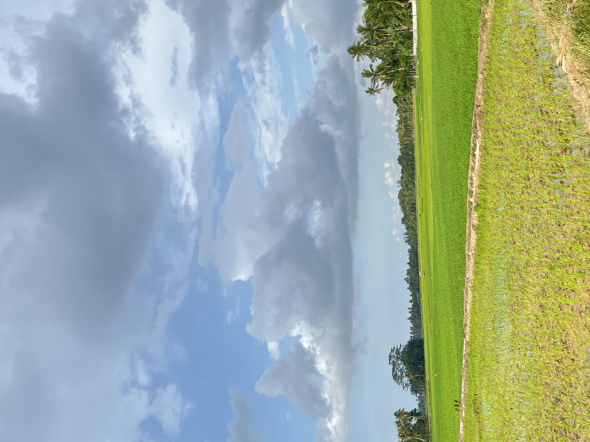 The image depicts a lush green rice paddy field under a partly cloudy sky in Beuringen, Indonesia. The foreground features a section of younger rice sprouts in shallow water, with visible mud. Beyond this, a more mature, vibrantly green section of the rice paddy stretches into the middle ground, separated by a narrow raised earthen path. In the background, a line of palm trees and other lush vegetation runs along the horizon, with a cluster of larger trees on the left and a white structure on the right. Several small figures, possibly people, are dispersed within the field and along the horizon. The sky is a mix of bright blue and voluminous gray clouds, suggesting a dynamic weather pattern.