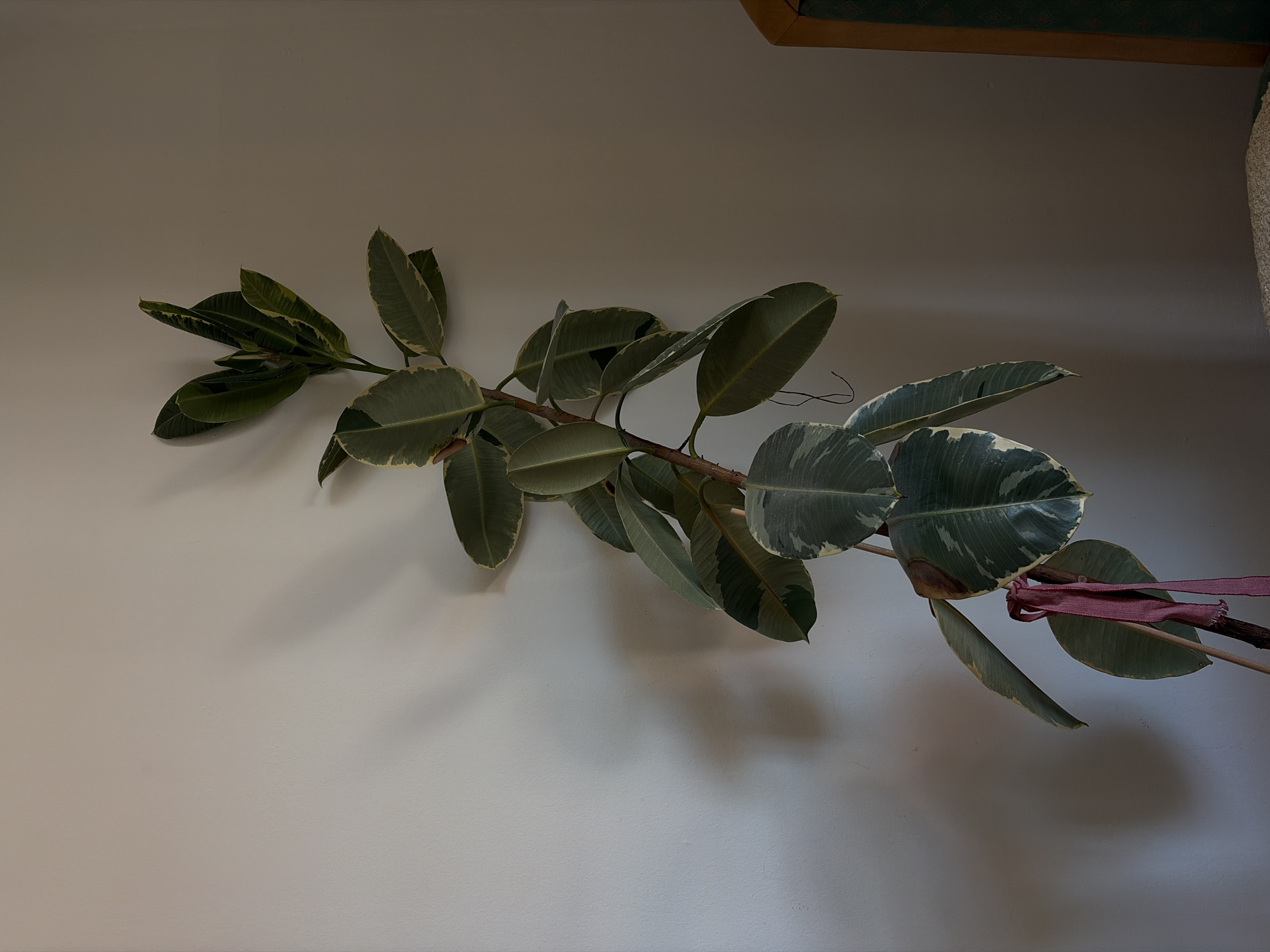 A horizontal photograph captures a branch of a variegated rubber plant (Ficus elastica 'Variegata') against a light-colored wall. The branch extends from the upper right towards the left, bearing several large, ovate leaves with green and cream variegation. A dark pink ribbon is tied around the branch near its end. The wall provides a neutral backdrop, with shadows cast by the plant adding depth to the scene.
The location in the city of Budva, Montenegro is unknown.