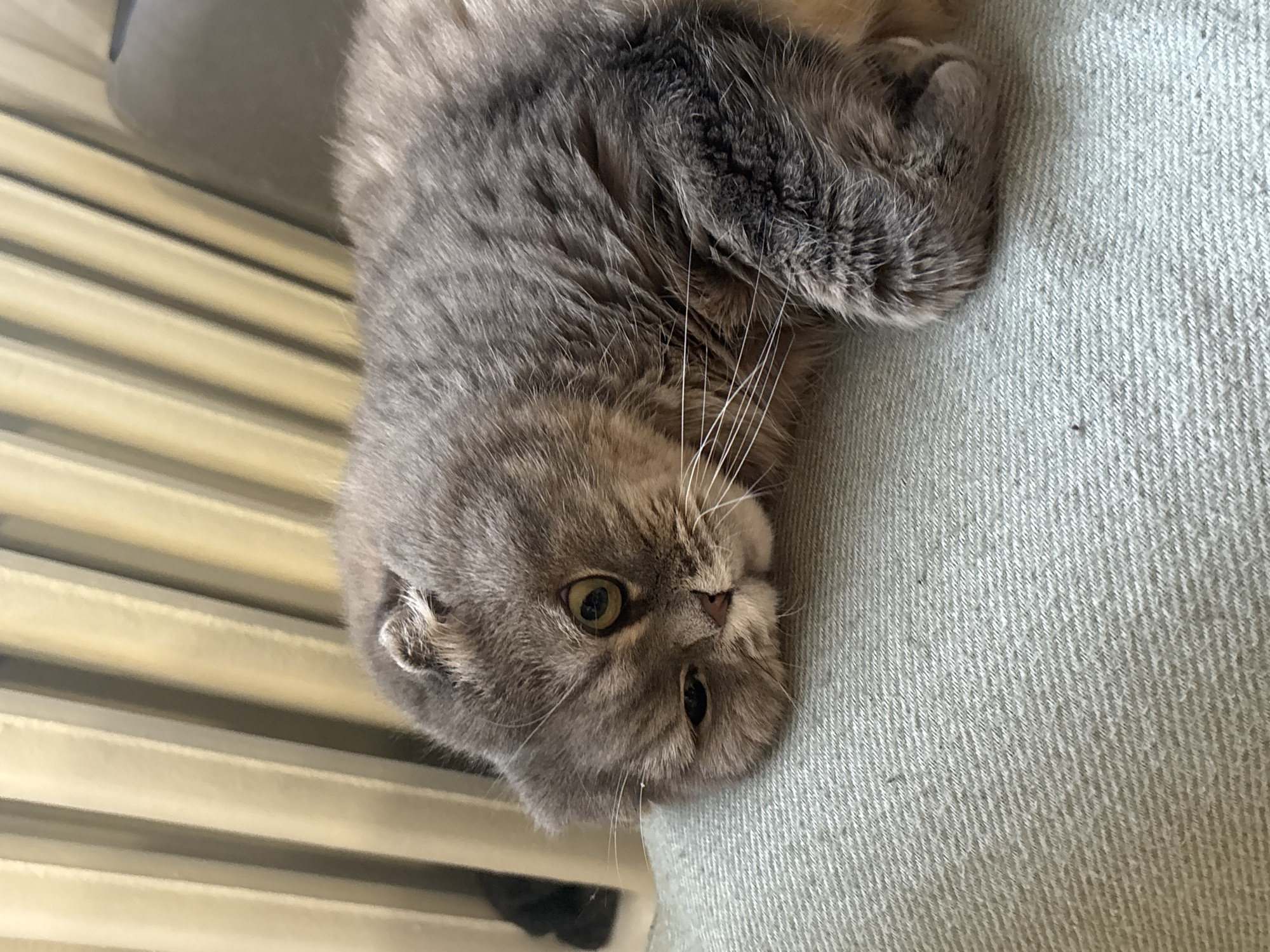 A gray, fluffy Scottish Fold cat is lying upside down on a light gray, textured surface, possibly fabric, in a room with slatted blinds visible in the background. The cat has yellow eyes and a light gray nose. The location is unspecified.