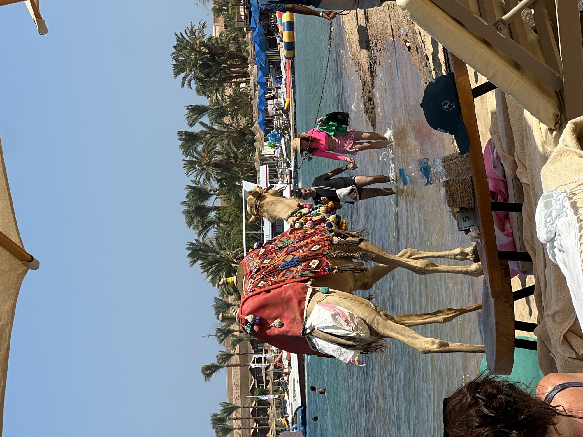The image captures a scene on a beach in Sharm El Sheikh, Egypt, with the Red Sea in the background. A camel, adorned with a vibrant, colorful blanket and tassels, stands in shallow water near the shore. Two people are walking in the water beside the camel, holding onto its lead rope. One person is wearing a pink long-sleeved shirt and a straw hat, while the other is wearing a black t-shirt and shorts. Several boats and inflatable water toys are visible in the sea, along with a row of beach umbrellas and lounge chairs. Palm trees line the background, suggesting a tropical or sub-tropical resort area. In the foreground, a person's back is visible, seated on a lounge chair, facing away from the camera and towards the beach. A water bottle and a dark baseball cap sit on a wooden table in the foreground. The sky is clear and blue, indicating a sunny day.