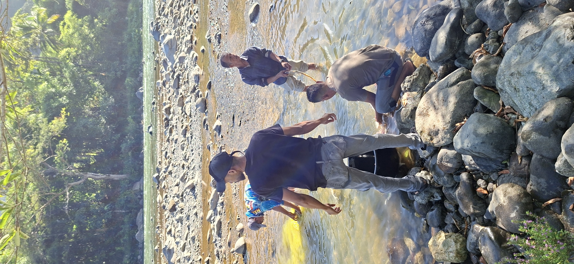 Four individuals are in a shallow, rocky river, which is likely located in the city of Mane, Indonesia, given the context. The water is clear, revealing a rocky riverbed. The background features dense green foliage, suggesting a natural, possibly tropical environment.
The person in the foreground, facing away from the camera, wears a black t-shirt and grey jeans, and a black baseball cap. To their left, another person, wearing a brightly colored blue and white patterned shirt and a grey cap, is partially submerged in the water, appearing to be handling something yellow in the river. Further to the right, an older man in a blue long-sleeved shirt and light-colored pants is standing in the water, holding a rope or leash. To the right of the foreground figure, another man, wearing a grey t-shirt and grey pants, is crouched down, reaching into the water. A black bucket is partially visible between the two figures in the foreground.
The sunlight is bright, creating highlights on the water and illuminating the scene. The overall impression is of a group engaged in an activity by the river, possibly fishing or collecting something from the water.