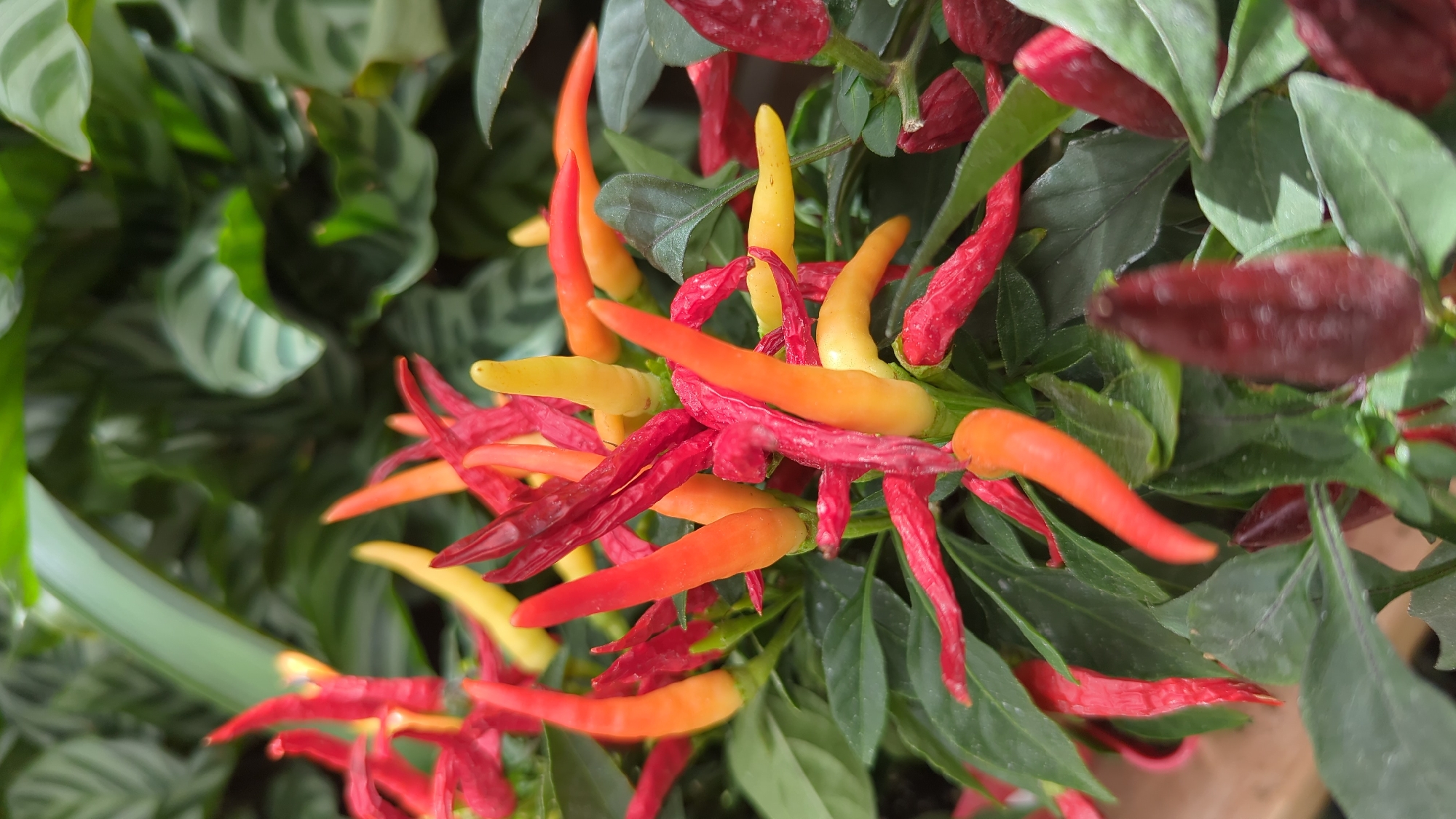 A close-up, eye-level shot showcases a cluster of ornamental chili peppers on a plant. The peppers vary in color from bright yellow and orange at the tips to deep red at the base. They are slender and pointed, growing upwards and outwards amongst lush green leaves. Some of the peppers are still developing, appearing smaller and a lighter shade of red. The background consists of more green foliage, suggesting the peppers are part of a larger plant or garden. The image does not provide any information about a specific location in Laval, Canada, nor does it depict any people, actions, or interactions.