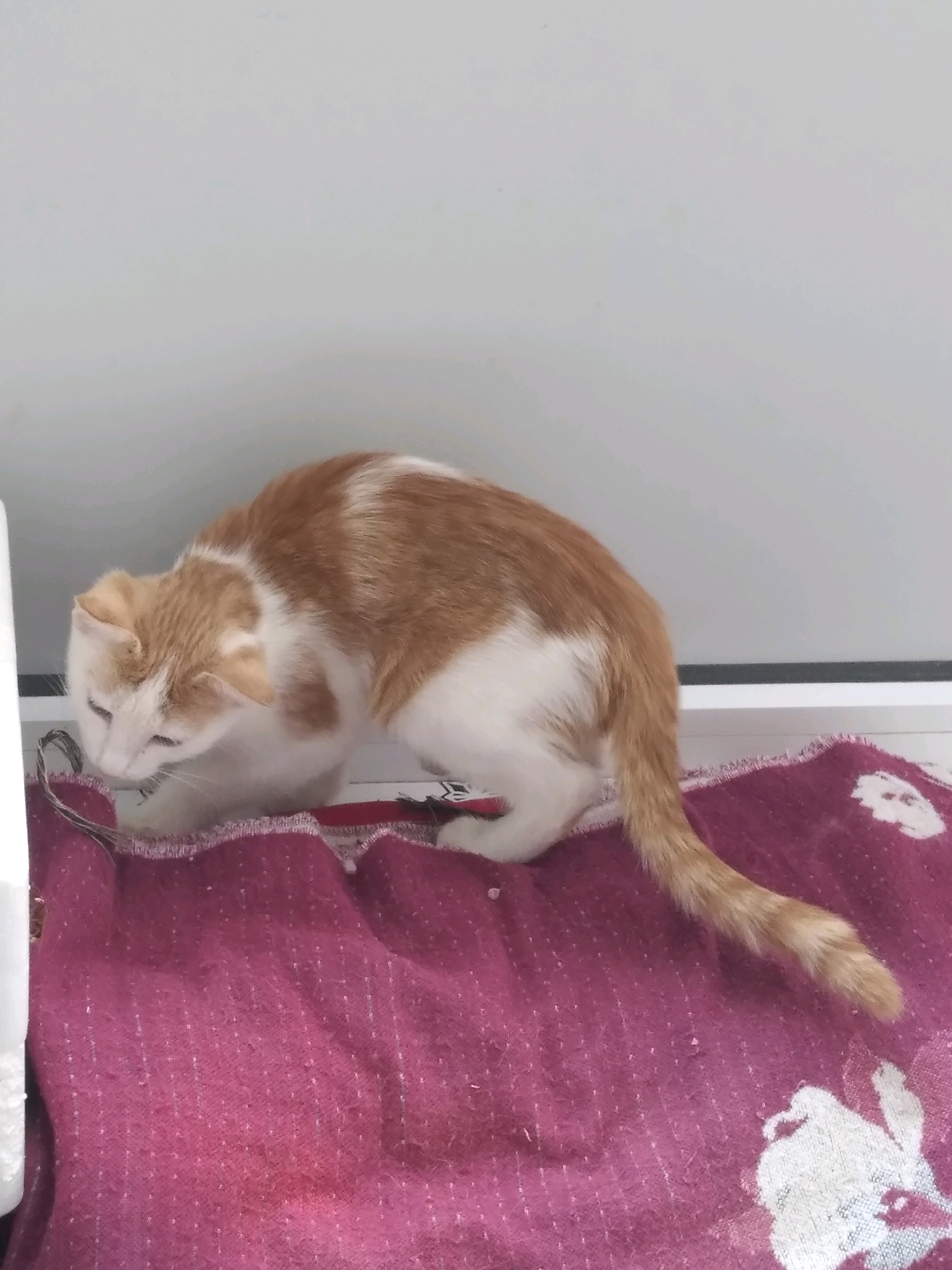 A ginger and white cat is crouched on a pink blanket. The cat is looking down at something on the blanket, its body is hunched over, and its tail is extended out behind it. The blanket has a floral pattern. The background is a plain white wall.