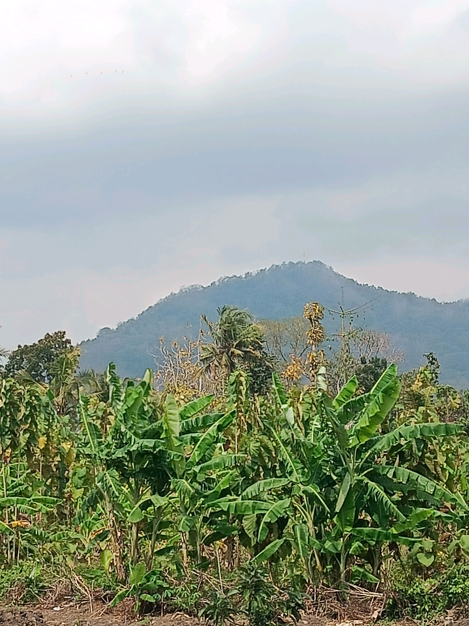 A wide shot captures a lush, green landscape dominated by banana trees in the foreground. The trees are verdant and full, with broad leaves stretching outwards. Behind the banana trees, a variety of other trees and vegetation fill the middle ground, some appearing bare or with dried foliage, contrasting with the vibrant green of the banana plants. In the distance, a large, blue-tinged mountain rises, its peak crowned with what appears to be a telecommunication tower. The sky above is overcast with thick, white clouds, lending a diffused light to the scene. The overall impression is of a rural, possibly agricultural setting, in the vicinity of Trenggalek, Indonesia, a region known for its natural beauty and hilly terrain. There are no people or animals visible in the frame.