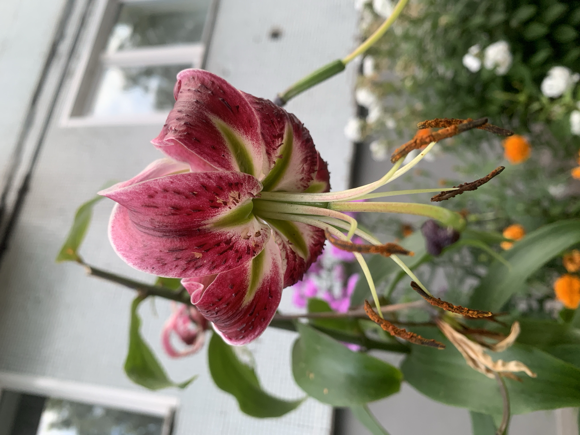 The image shows a close-up of a pink and dark red lily in bloom, its petals curved backward, revealing its stamens and pistil. The flower is in focus, with a blurred background of green foliage, other flowers, and a building with windows. There are no people or specific actions visible in the scene. The image does not provide any information about the location being Prokopyevsk, Russia, or any other specific geographic location.
