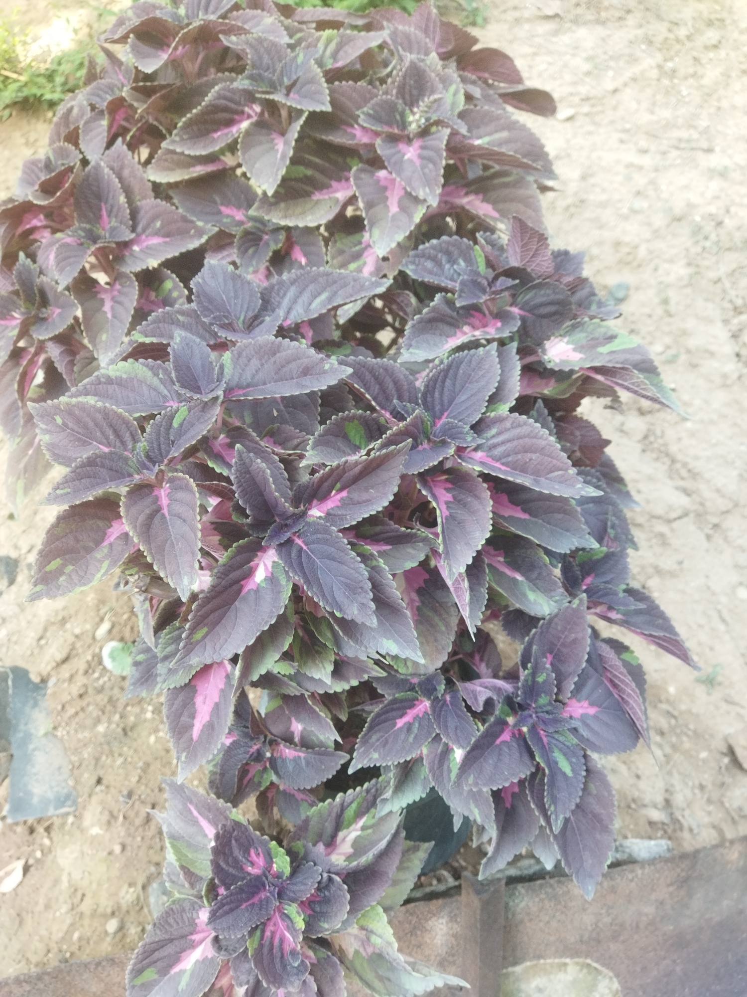 This is a medium shot, eye-level, vertical, outdoor, full-color photograph of a coleus plant. The plant is in the foreground, with its dark purple leaves, edged with green and some pink markings, filling most of the frame. The plant is leafy and dense, with many leaves overlapping and layered. The background is out of focus and consists of dry, sandy soil. The lighting appears to be natural daylight. The image does not contain any people, actions, or interactions. The scene is likely in a garden or yard in Mailuu-Suu City, Kyrgyzstan, given the context provided.