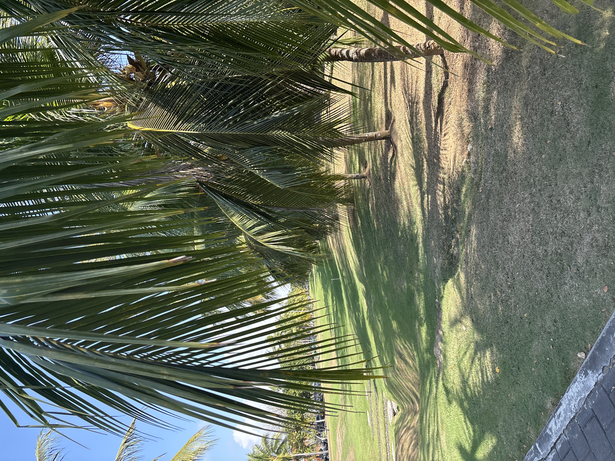 The image depicts a park-like area in Kuta Selatan, Indonesia, characterized by lush green grass and numerous palm trees. The foreground is dominated by the fronds of several palm trees, casting dappled shadows on the manicured lawn. In the middle ground, a gentle slope leads down to a drainage ditch or pathway. The background reveals a line of palm trees stretching into the distance, with some parked vehicles and buildings visible on the left side, suggesting proximity to a road or resort. The sky is clear and blue, indicating fair weather. The scene is tranquil and appears to be a public space or a resort amenity.