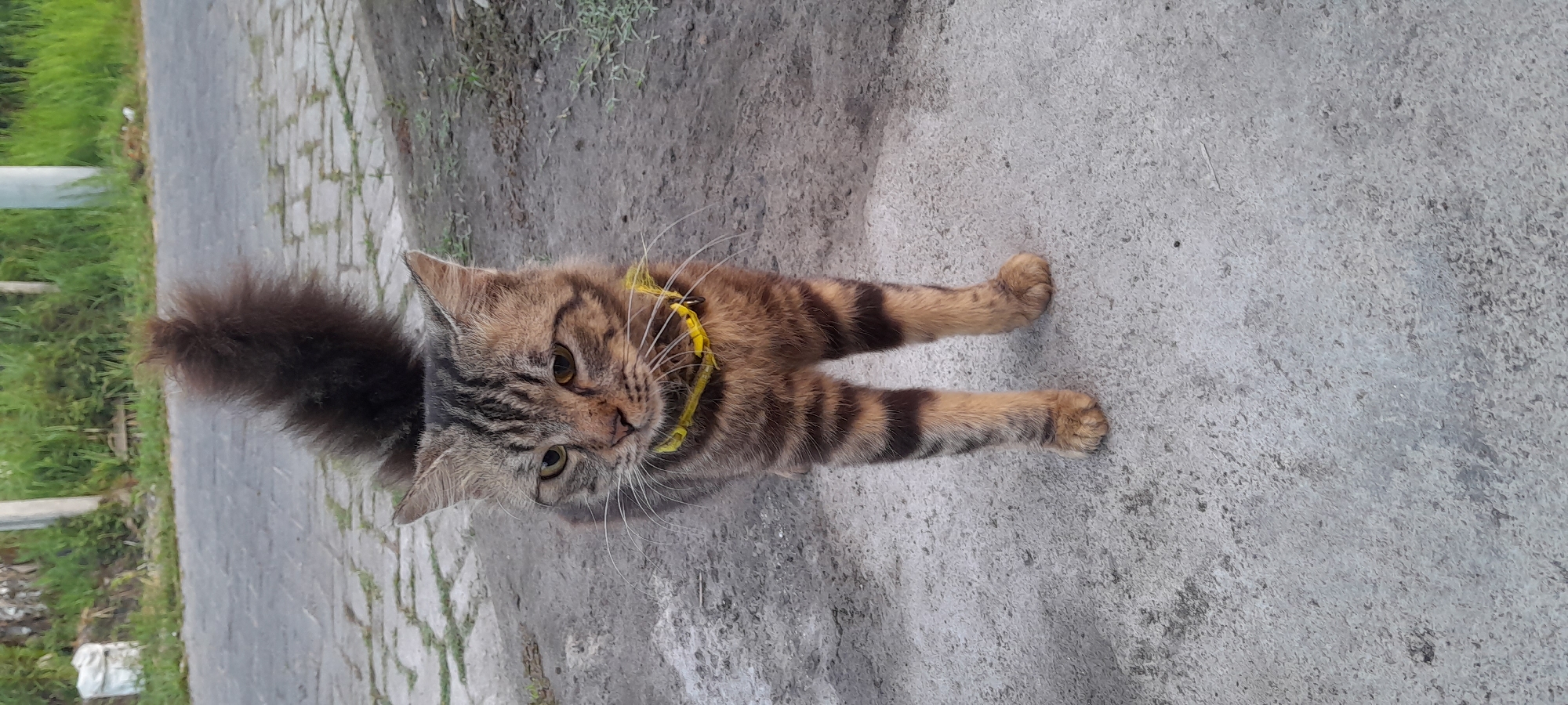 A tabby cat with a fluffy tail stands on a paved surface in Bendungan, Indonesia. The cat is facing forward with its head slightly tilted to the left. It is wearing a yellow collar. The paved surface appears to be a walkway or road, with some scattered debris and grass growing at the edges. In the background, there is more grass and vegetation, as well as some vertical structures that appear to be fence posts or poles. The lighting suggests it is daytime.