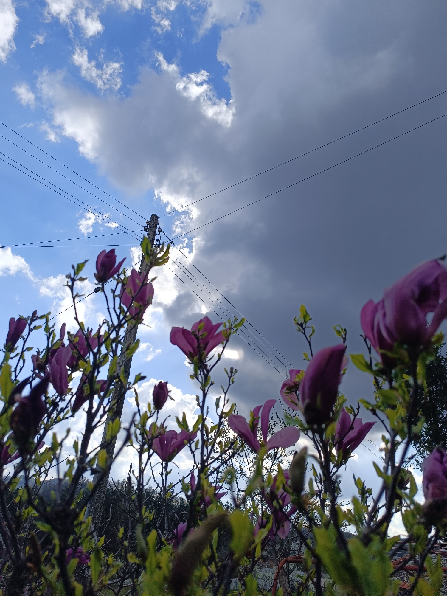 This low-angle photograph captures a vibrant spring scene in Balabansko, Bulgaria, under a dramatic sky. The foreground is dominated by the branches and purple-pink blossoms of a magnolia tree, with many buds and young green leaves beginning to emerge. The flowers and foliage are slightly out of focus, creating a soft, lush frame at the bottom and sides of the image.
In the mid-ground, a weathered wooden utility pole stands prominently, adorned with insulators and several black power lines stretching across the frame. These wires extend across the sky, creating linear elements against the cloudscape.
The sky itself presents a striking contrast. On the left and center-left, the sky is a bright, clear blue, dotted with fluffy white cumulus clouds. To the right, and extending across the upper portion of the image, heavy, dark gray clouds gather, suggesting impending rain or a transition in weather. Patches of brighter light can be seen breaking through the darker clouds, indicating the presence of the sun. The time of day appears to be daytime, possibly late morning or afternoon given the light.
Through the gaps in the magnolia branches and in the lower background, distant trees and hints of a hilly landscape are visible, characteristic of a rural or semi-mountainous setting. There are no people or discernible text in the image. The overall impression is one of natural beauty juxtaposed with everyday infrastructure, under a dynamic sky.