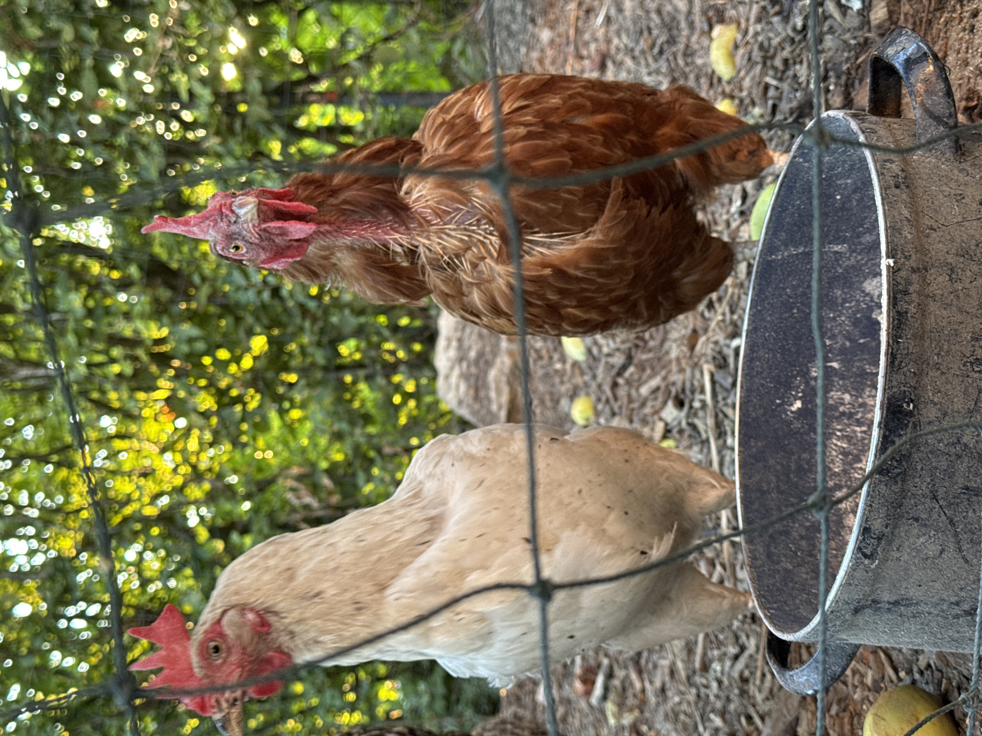 Two chickens, one light tan and the other reddish-brown, are positioned in an outdoor setting. The light tan chicken is on the left, facing left, with its head slightly tilted. The reddish-brown chicken is on the right, facing forward. Both chickens have red combs on their heads and bare red skin on their necks. They are standing on a ground covered with wood chips and scattered leaves. In the foreground, a dark-colored, weathered metal pot with two handles is visible, with a wire fence in front of it. In the background, lush green foliage creates a backdrop, with sunlight filtering through the leaves, creating bokeh effects. The scene appears to be in a rural or backyard environment. There is no specific indication of the city of Wettstetten, Germany within the image itself.