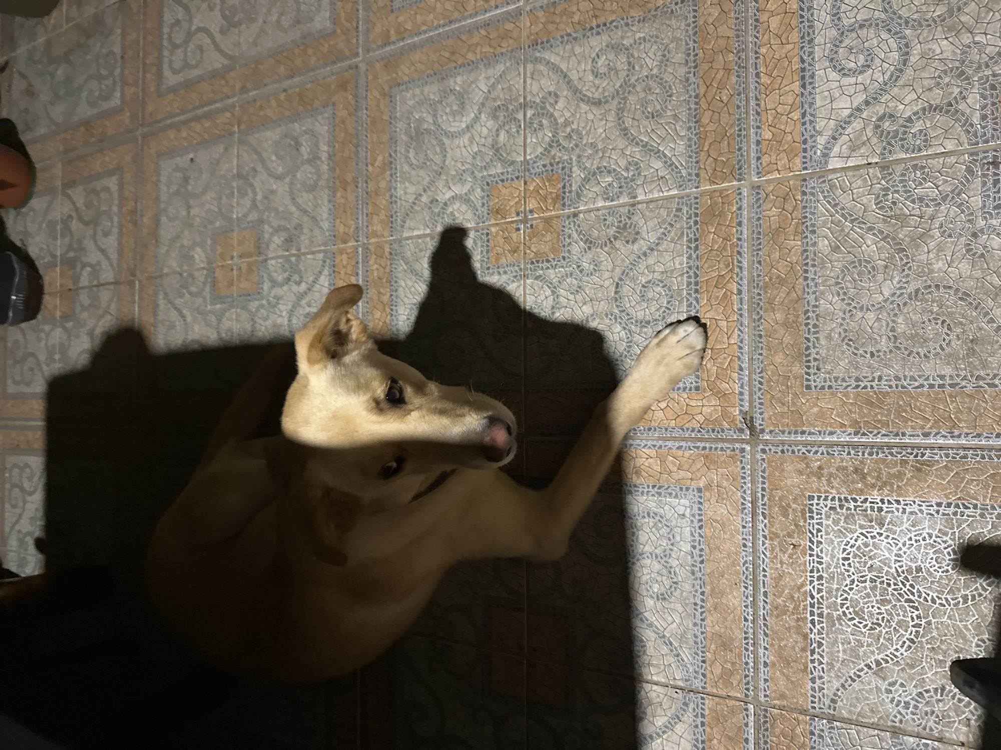A light-colored dog is lying on a tiled floor, with a shadow cast across its face from a partially visible object above. The dog's head is turned slightly towards the viewer, with its eyes open. The floor is covered in square tiles of varying colors and patterns, including beige, gray, and white. The lighting suggests an indoor environment, possibly a patio or covered area, as evidenced by the interplay of light and shadow. The scene is static, with no visible activity beyond the dog's presence. No specific location information is discernible from the image itself.