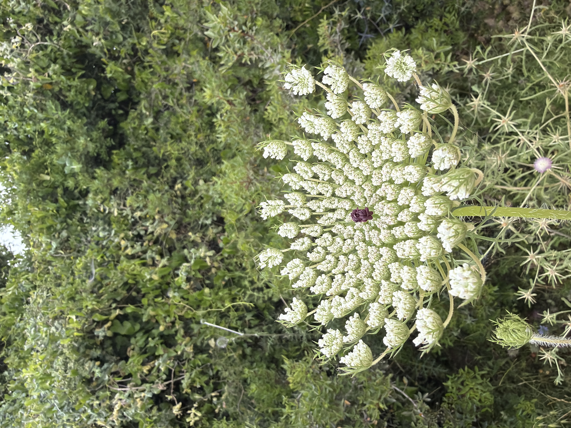 An overhead shot captures a Queen Anne's Lace flower in Nesher, Israel. The flower's intricate, white umbel sits amidst a backdrop of lush green foliage. A single dark red floret is visible in the center of the flower. The surrounding vegetation, consisting of mixed greenery, suggests a natural, possibly wild setting.
