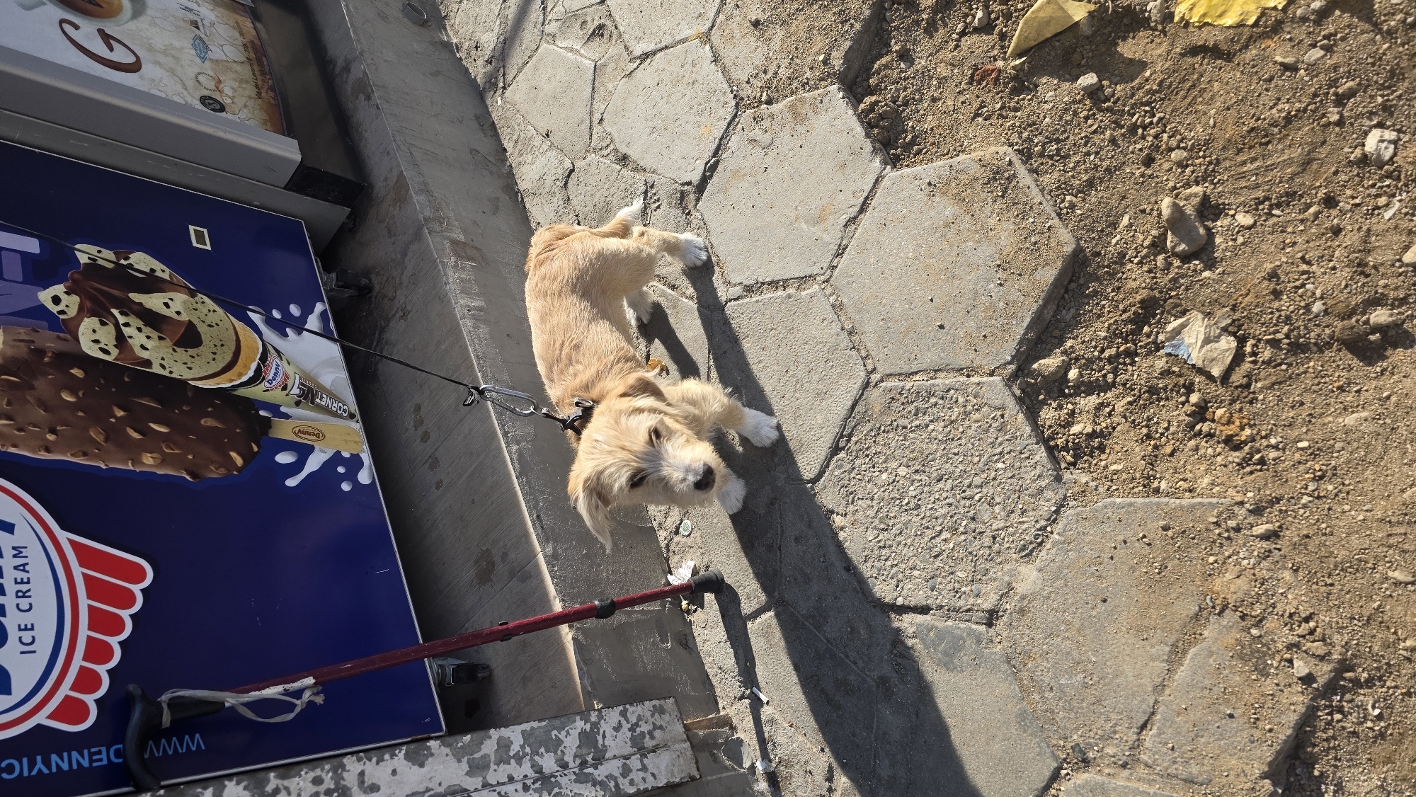 A medium-sized, light-brown dog with white paws is lying on a sidewalk composed of hexagonal paving stones. The dog is leashed to a red and black cane, which is attached to a blue and white ice cream advertisement. The location is Blagoevgrad, Bulgaria. Beyond the sidewalk is a dirt patch.