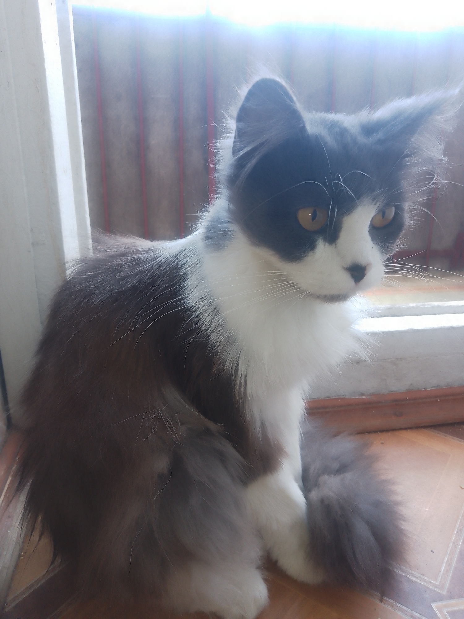 A long-haired, grey and white cat with yellow eyes is sitting on a tiled floor in front of a sliding glass door. The cat is looking towards the right of the frame. The background consists of vertical blinds, and to the left, a white door frame. The lighting suggests it is daytime, with some light filtering through the blinds. This scene is taking place in Chernivtsi, Ukraine.