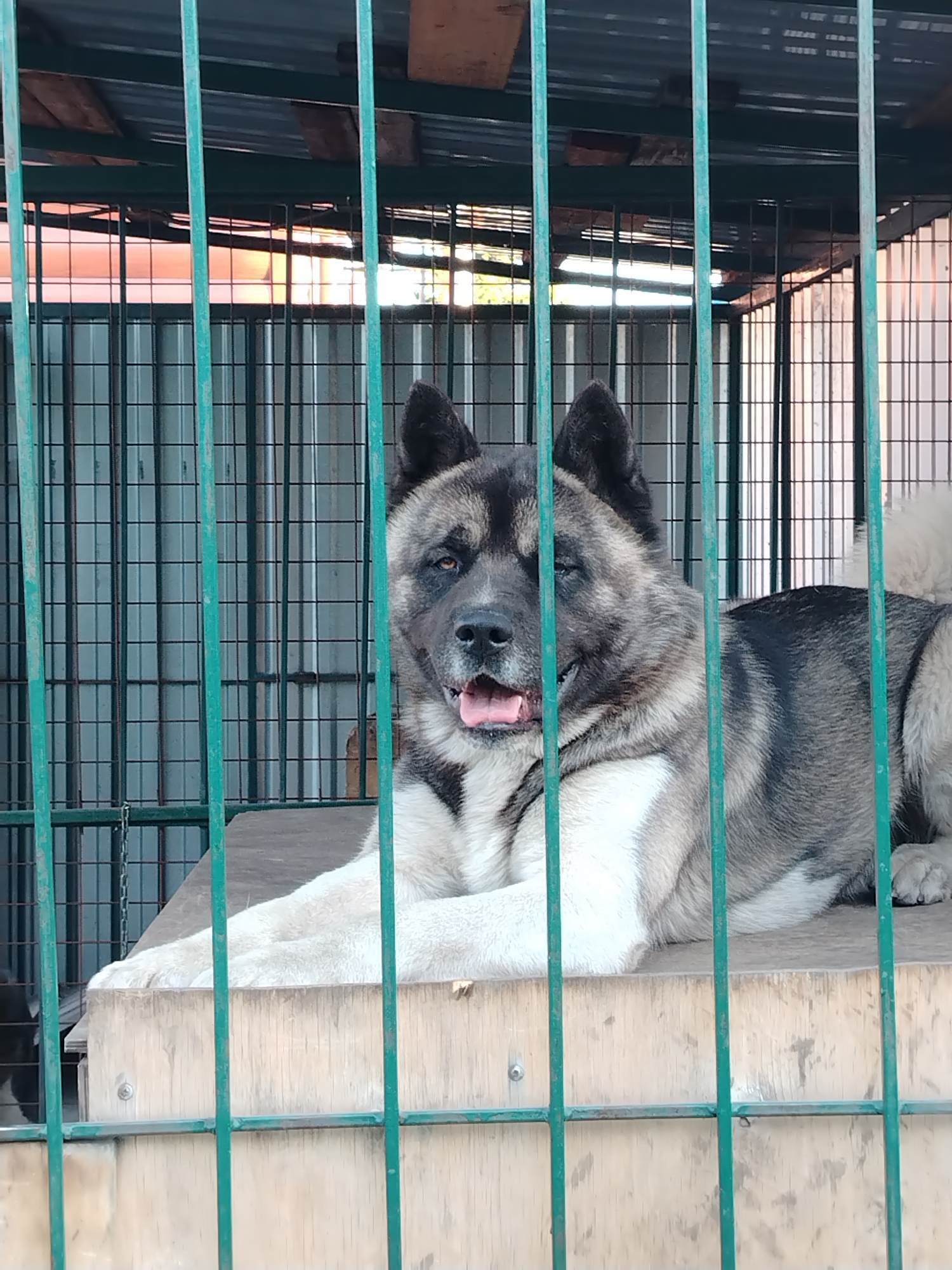 An American Akita dog with brindle, grey, black, and white fur is pictured lying down inside a metal kennel or cage. The dog, positioned on a raised wooden platform, faces forward with its head slightly turned to the viewer. Its mouth is open, revealing a pink tongue, and one eye appears partially closed, giving it a relaxed or sleepy expression. The dog's fluffy white tail is visible in the upper right background.
The foreground is dominated by vertical green metal bars of the enclosure, which frame the dog. In the background, behind the dog and the kennel structure, are corrugated metal panels and additional fencing. Above the dog, parts of a roof structure made of wood and corrugated material are visible. Warm, soft light, possibly from the rising sun, illuminates parts of the background structure, hinting at either dawn or dusk. Considering the location context of "Рассвет, Russia," which translates to "dawn," it suggests the image was taken in the early morning. The overall setting appears to be an outdoor or semi-outdoor dog housing area, likely on private property or at a facility. No text is visible in the image. The weather appears clear and bright.