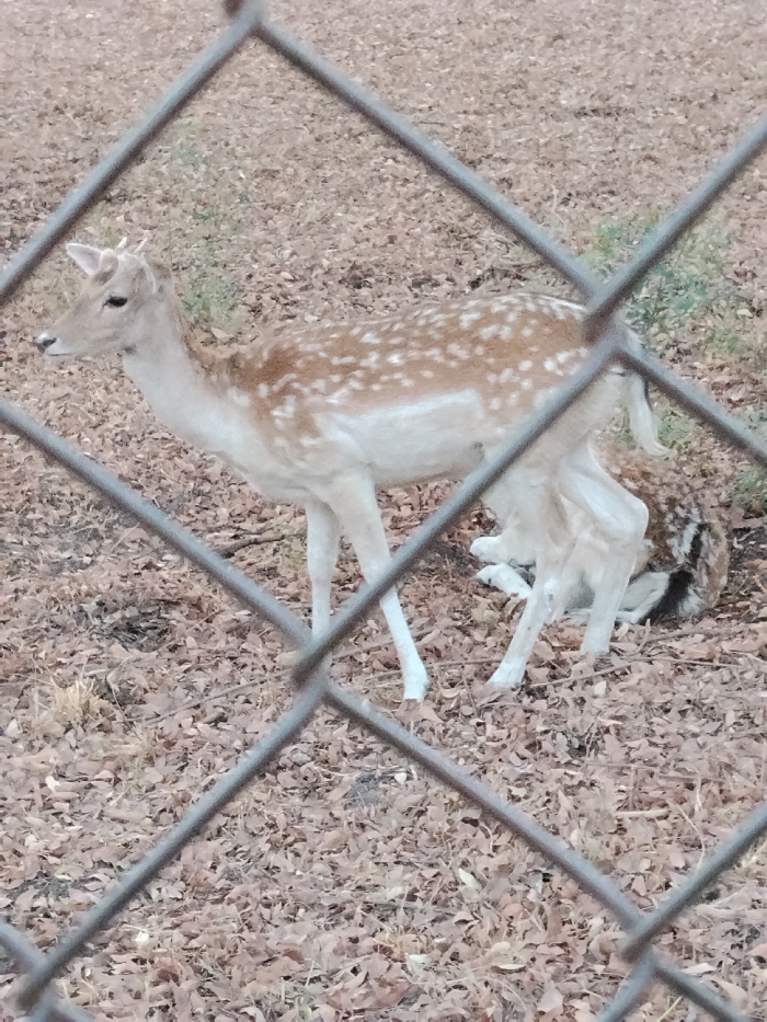 A scene captured in Garun Gawa, Nigeria, shows two fallow deer behind a chain-link fence, viewed from the observer's side. In the foreground, a blurred metallic gray chain-link fence with diamond-shaped openings obstructs a portion of the view. The ground directly behind the fence is covered in dry brown leaves and sparse patches of green vegetation.
A light brown deer, likely a doe, with distinct white spots and a white underside, stands prominently in the center-left. Its head is turned towards the left, displaying small, velvet-covered antler nubs. Its body is oriented slightly to the right, and its legs are visible. Behind and to the right of the standing deer, a second fallow deer, partially obscured, lies on the ground. Its coat exhibits similar spotted markings. The standing deer appears attentive, while the lying deer is at rest. The overall environment suggests an enclosed outdoor area, possibly a wildlife enclosure or park.