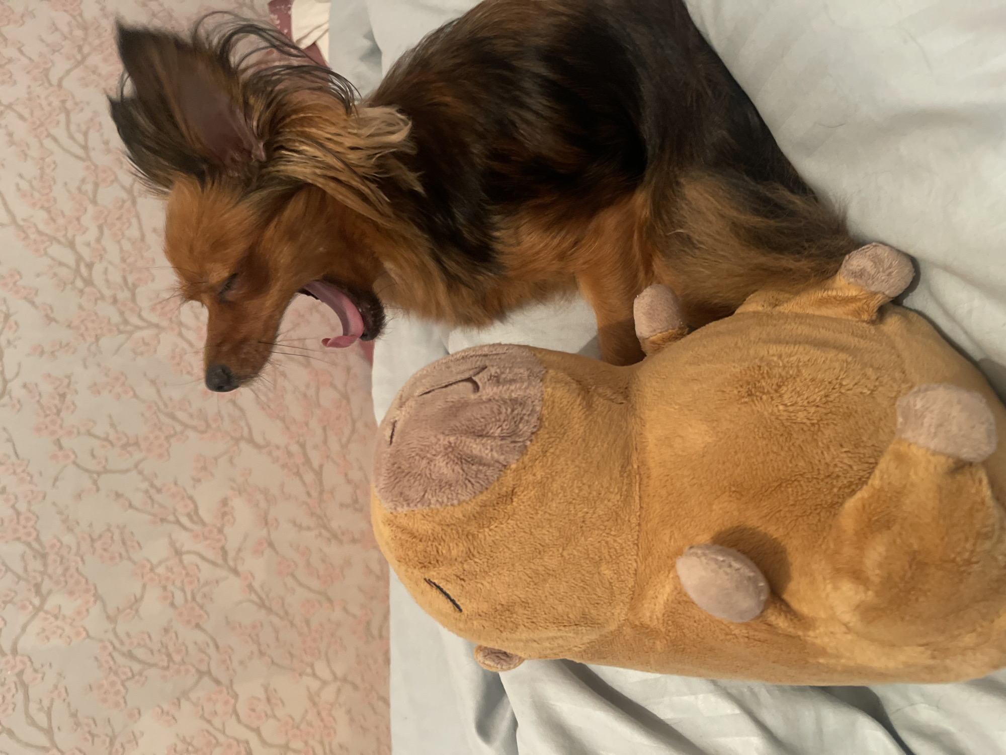 A small, long-haired dog with brown and black fur is yawning widely next to a tan plush toy that resembles a capybara. The dog's mouth is open, revealing its pink tongue and gums. Its eyes are partially closed. The plush toy is positioned to the left of the dog, and appears to be lying down. Both subjects are on a bed with a striped white and grey sheet. The background features a wallpaper with a subtle pink floral pattern. The image was taken indoors, likely in a bedroom.