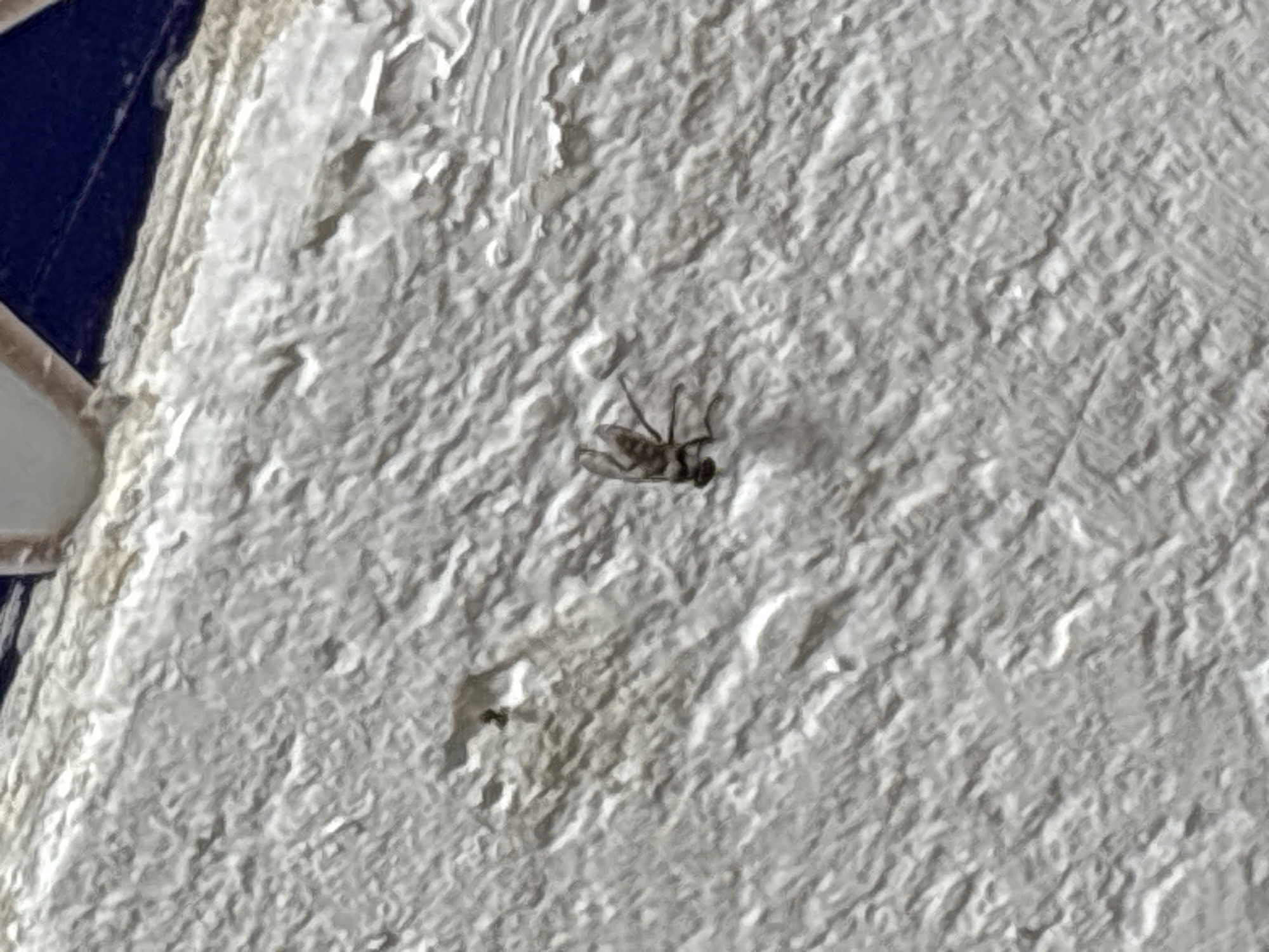 A small, dark-colored insect, possibly a fly, is perched on a rough, textured, white surface. The surface appears to be a wall with an uneven, plaster-like finish. The insect is in focus and its wings and legs are visible. The background is slightly out of focus, showing more of the textured wall and a darker area at the top, which could be a ceiling or the edge of another surface. There is no visible indication of the city of Orihuela, Spain, in the image.