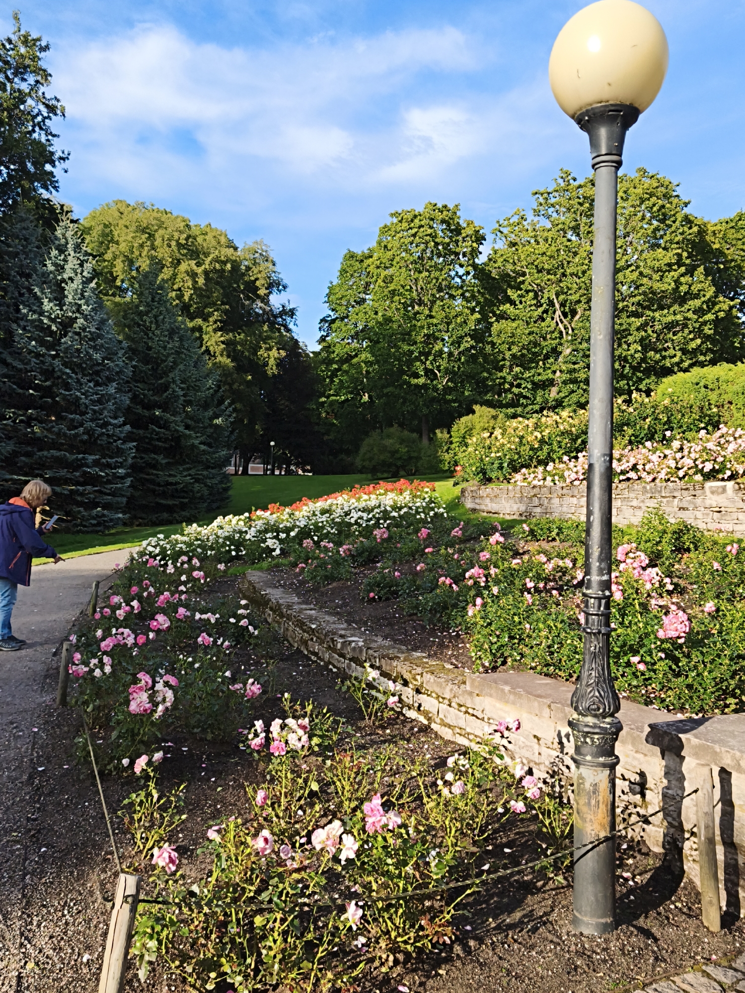 The image shows a park with a person in the foreground. The person, wearing a blue jacket and jeans, is standing on a pathway and looking at a phone. The park features a rose garden with beds of pink, white, and red roses. In the background, there are trees and a lamp post. The scene appears to be in a public park. The image is taken in the city of Tallinn, Estonia, likely Kadriorg Park, which is known for its extensive rose gardens and is a popular public space.