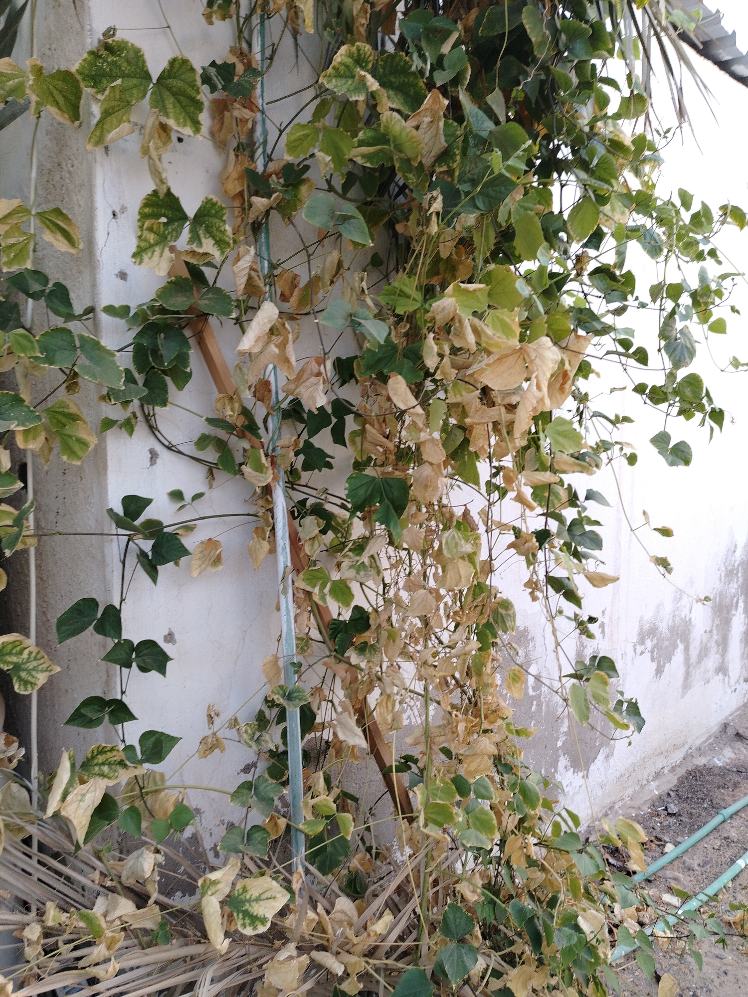 A climbing plant with variegated green and yellow leaves, some of which are dry and brown, grows along a textured off-white wall. The plant is supported by a wooden stake and a thin metal pole, both positioned vertically against the wall. The ground in front of the wall is covered with dry palm fronds and gravel. A light blue plastic pipe runs horizontally along the ground in the lower right portion of the image. The scene appears to be outdoors in a dry climate, consistent with a location in Al Mas'oudi, United Arab Emirates.