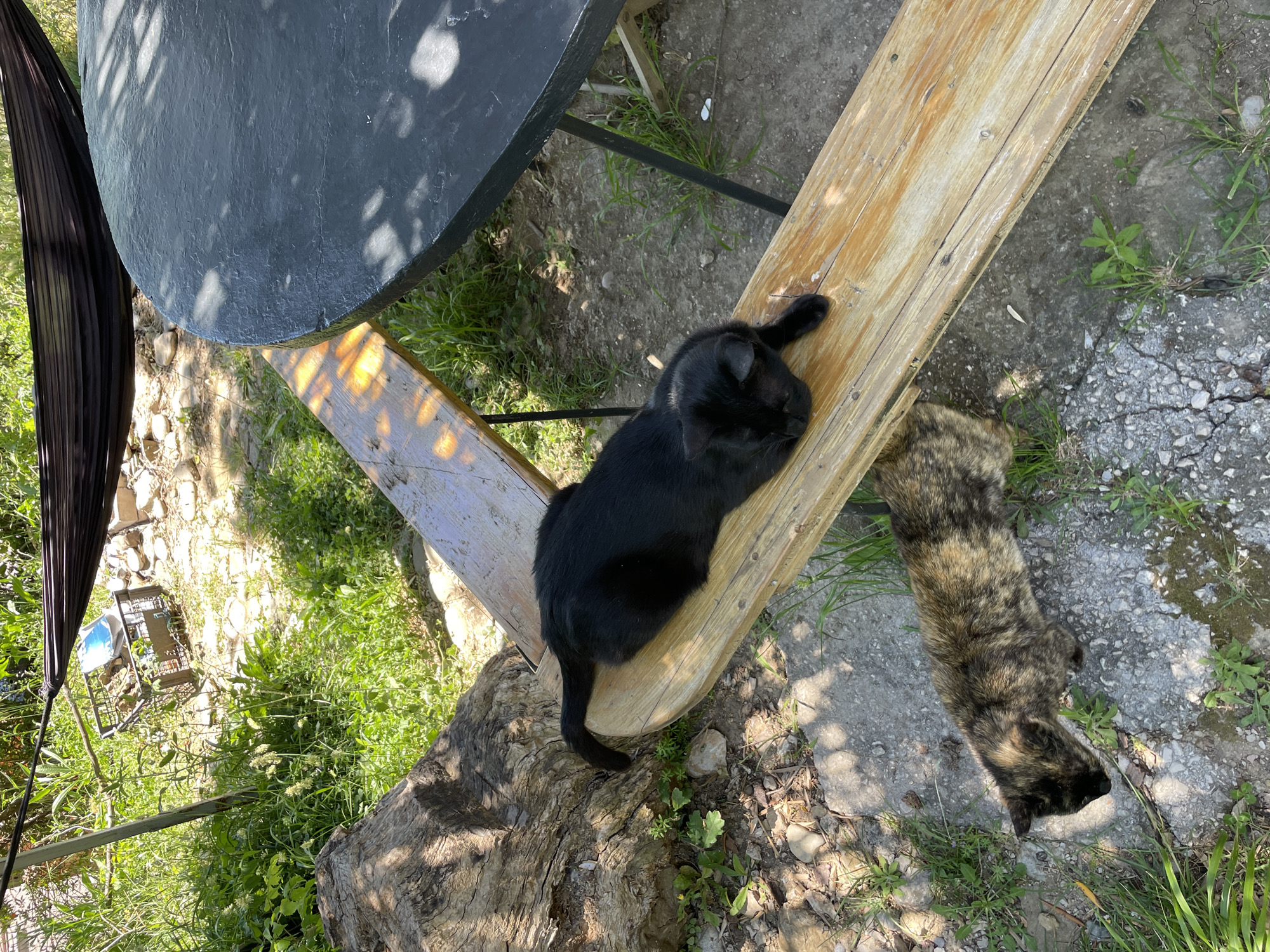 The image depicts an outdoor scene in Šušanj, Montenegro. A black cat is lying on a wooden bench next to a round, black table. Adjacent to the bench, on a concrete surface, is another cat with brindle fur. To the left, a hammock is partially visible, along with a glimpse of green foliage and other outdoor objects. The scene is illuminated by sunlight.