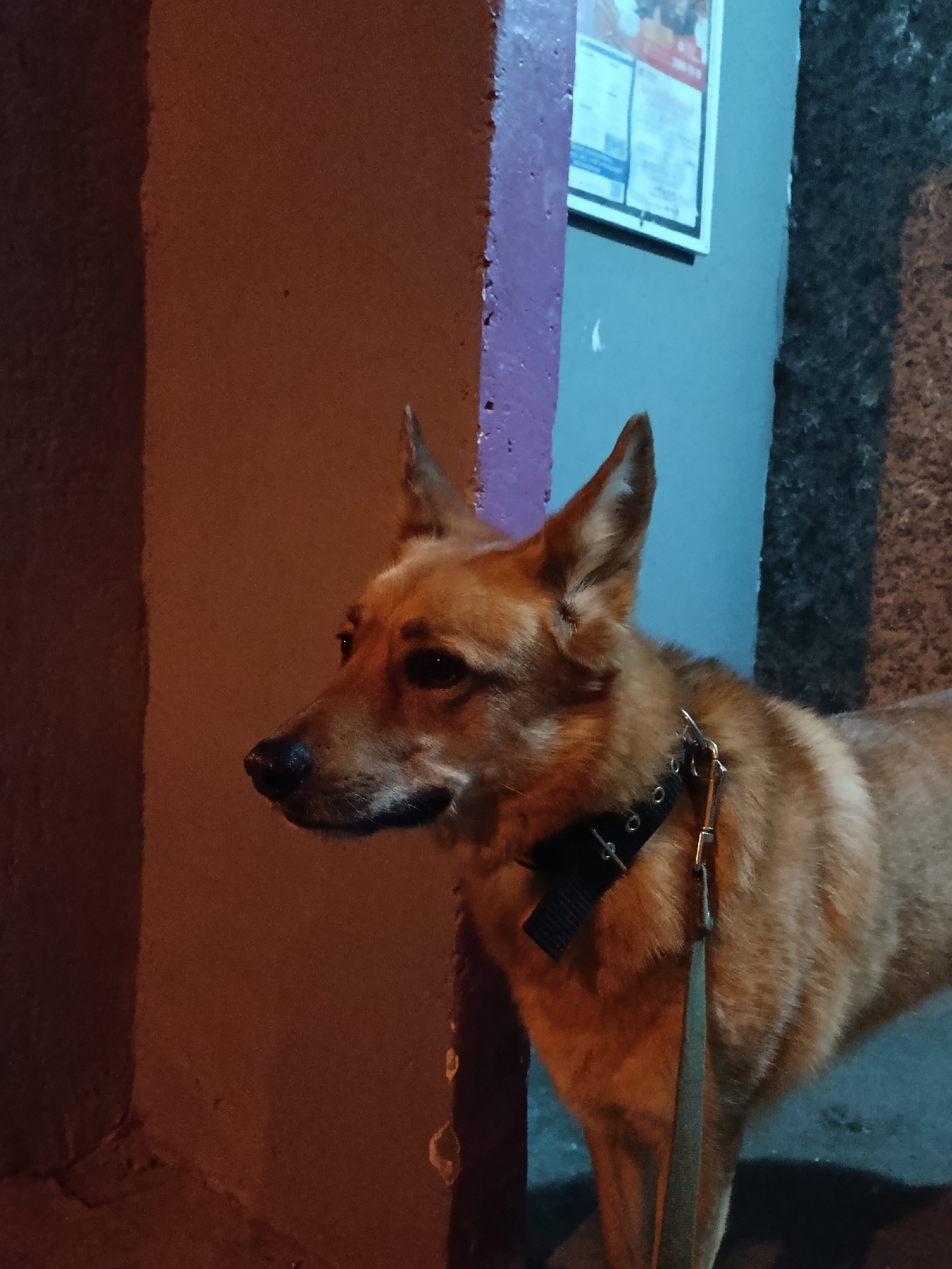 A medium-sized, tan-colored dog with pointed ears and a black collar stands on a leash between building corners. The dog is looking to the left. The building corners are painted in different colors; one is a muted orange-brown and the other is light blue with a purple column, upon which there is a posted sign. The environment appears to be urban. It is not possible to infer from this image whether the location is Krasnoyarsk, Russia.