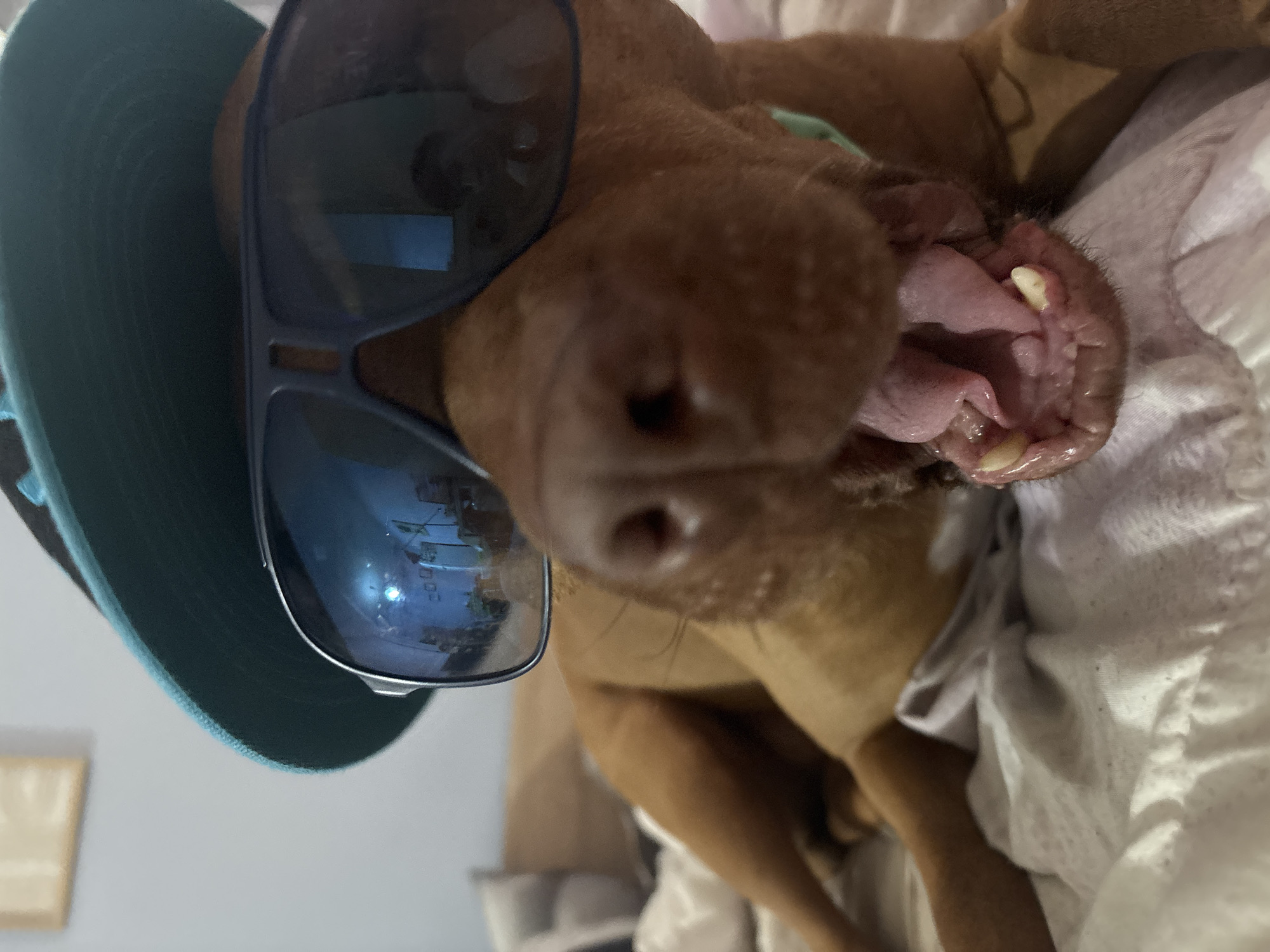 A brown dog is indoors, lying on a white crumpled fabric. The dog has a large, open mouth with exposed teeth and tongue. It is wearing large blue sunglasses and a blue brimmed hat. The reflection in the sunglasses shows a bright scene with buildings and a tree. A light-colored wall with a framed item is visible in the background. The location is not discernible as Sofia, Bulgaria, based solely on the visual information provided.